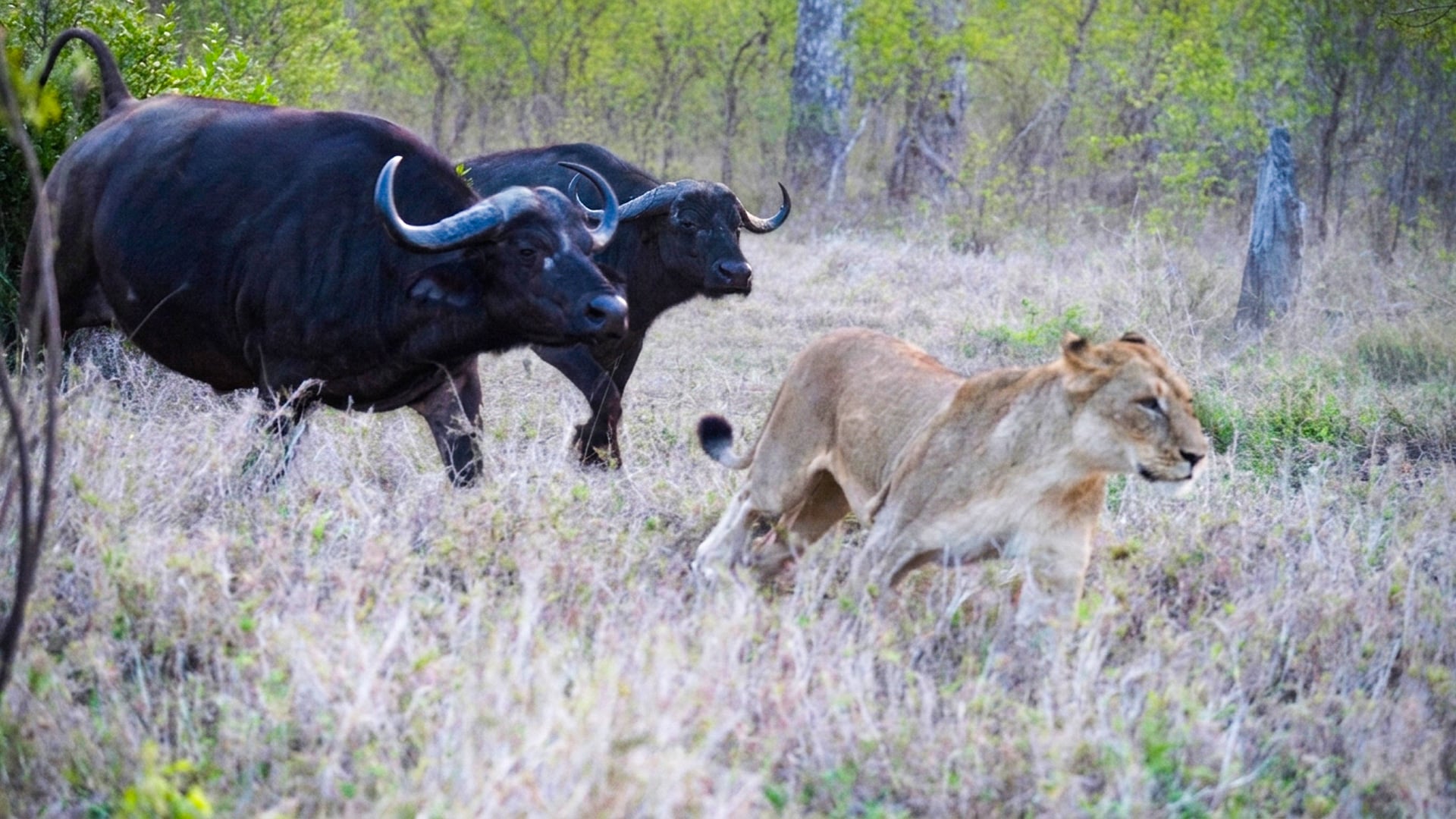 Buffaloes Turn Tables and Charge at Lions