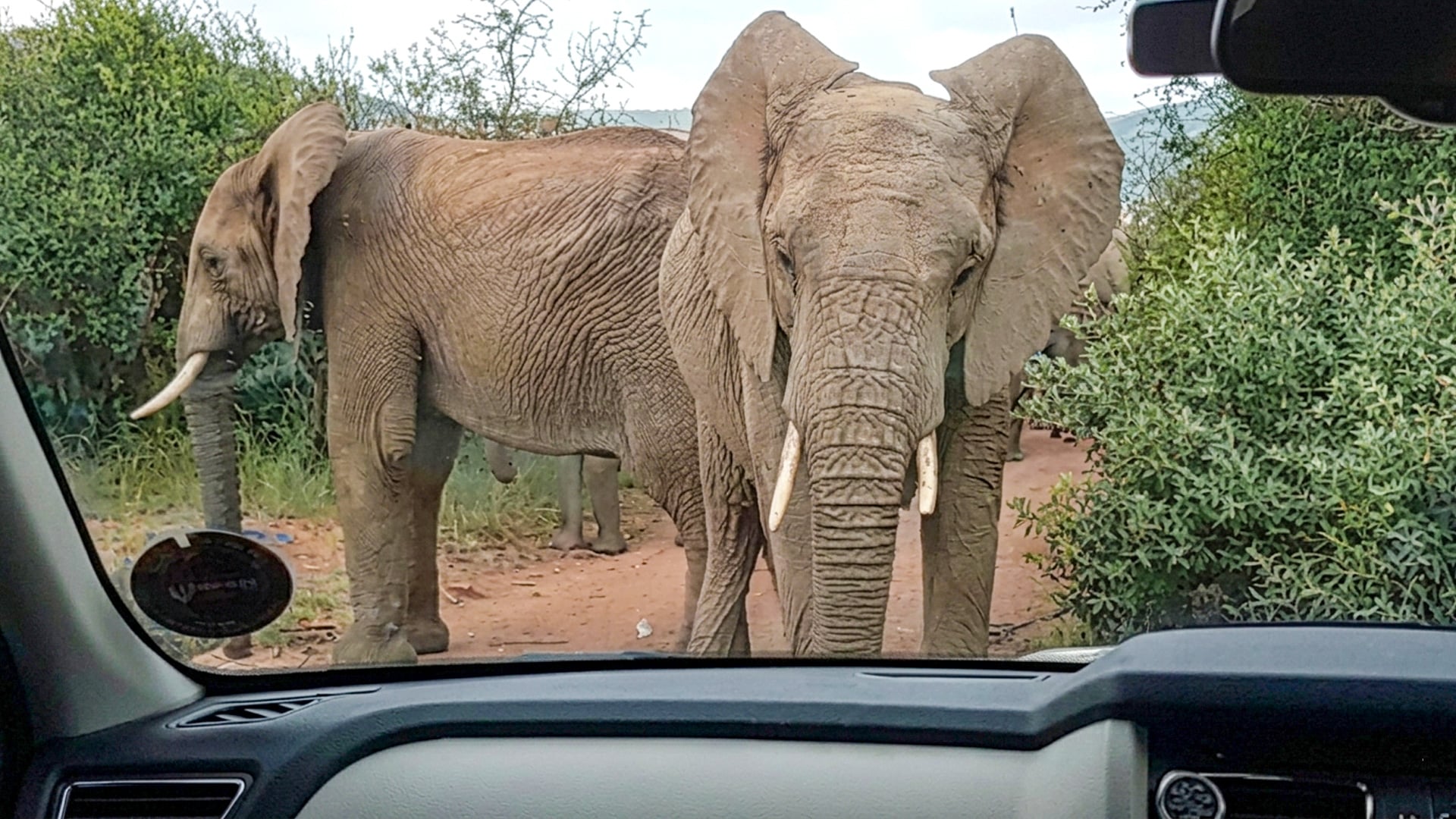 Watch This Car Get Stuck Between Two Elephant Herds On A Narrow Bridge