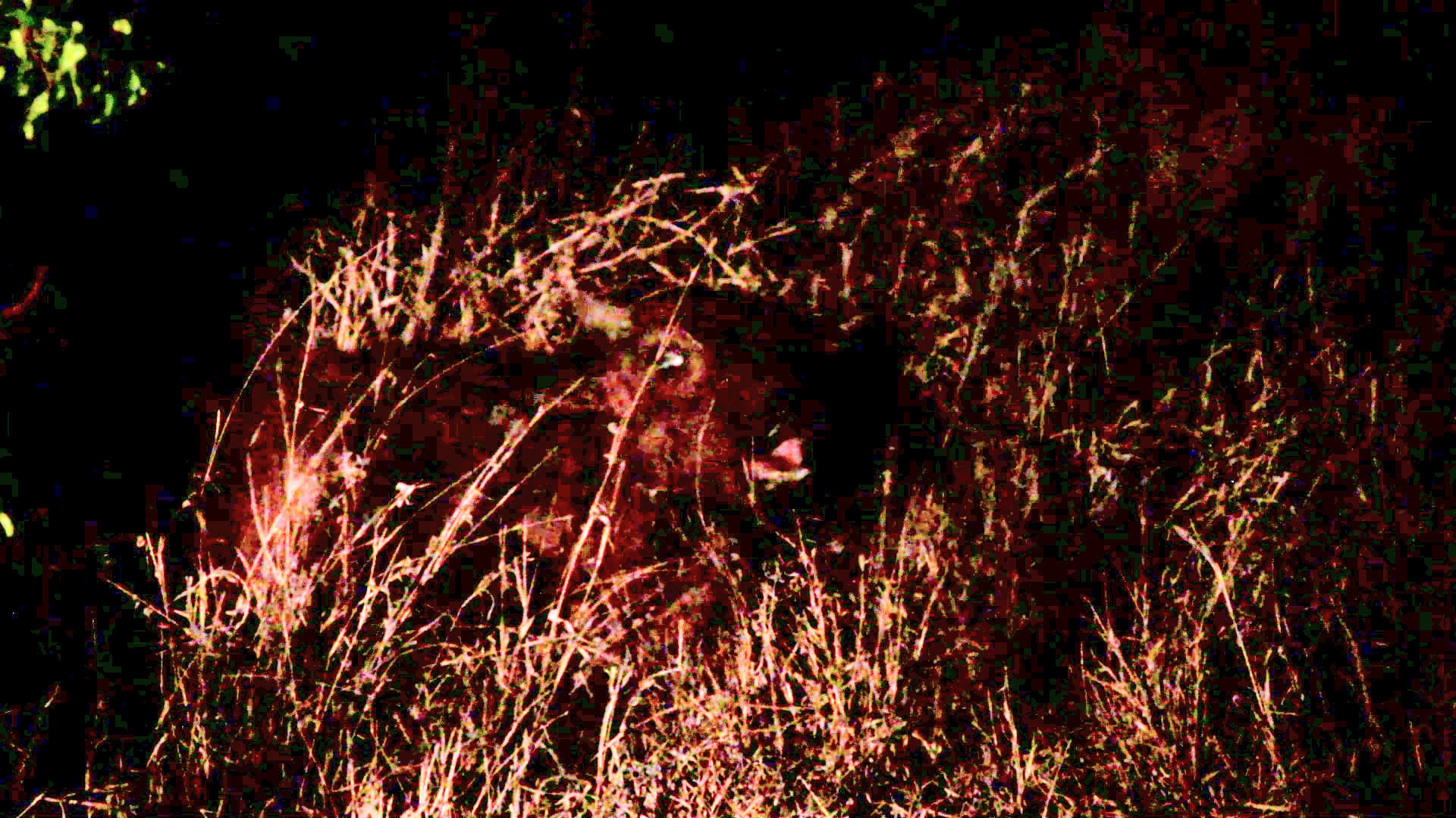 Defenseless Buffalo Calf Gets Hounded by Hyenas