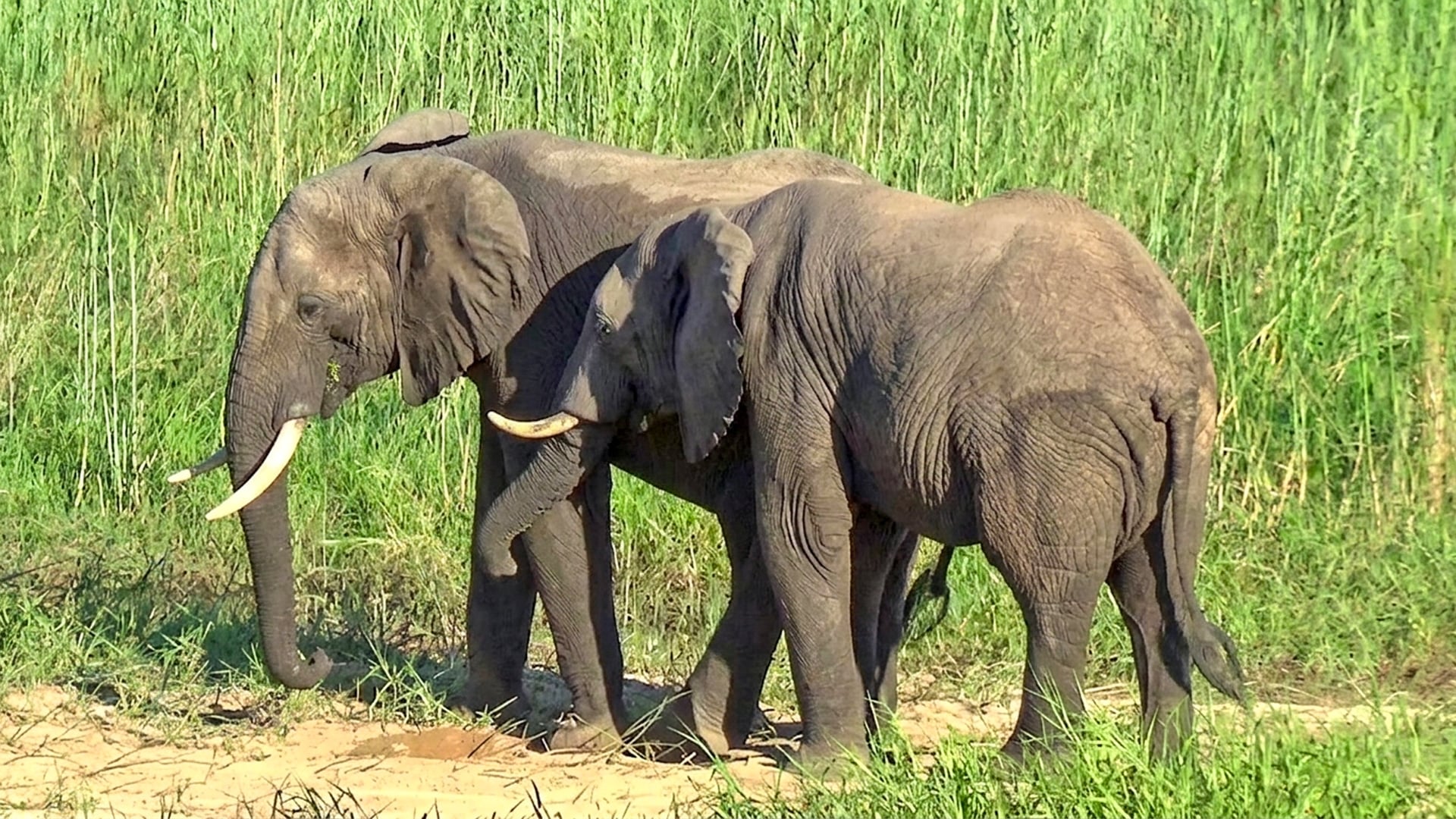 Elephants Locked in a Playful Fight