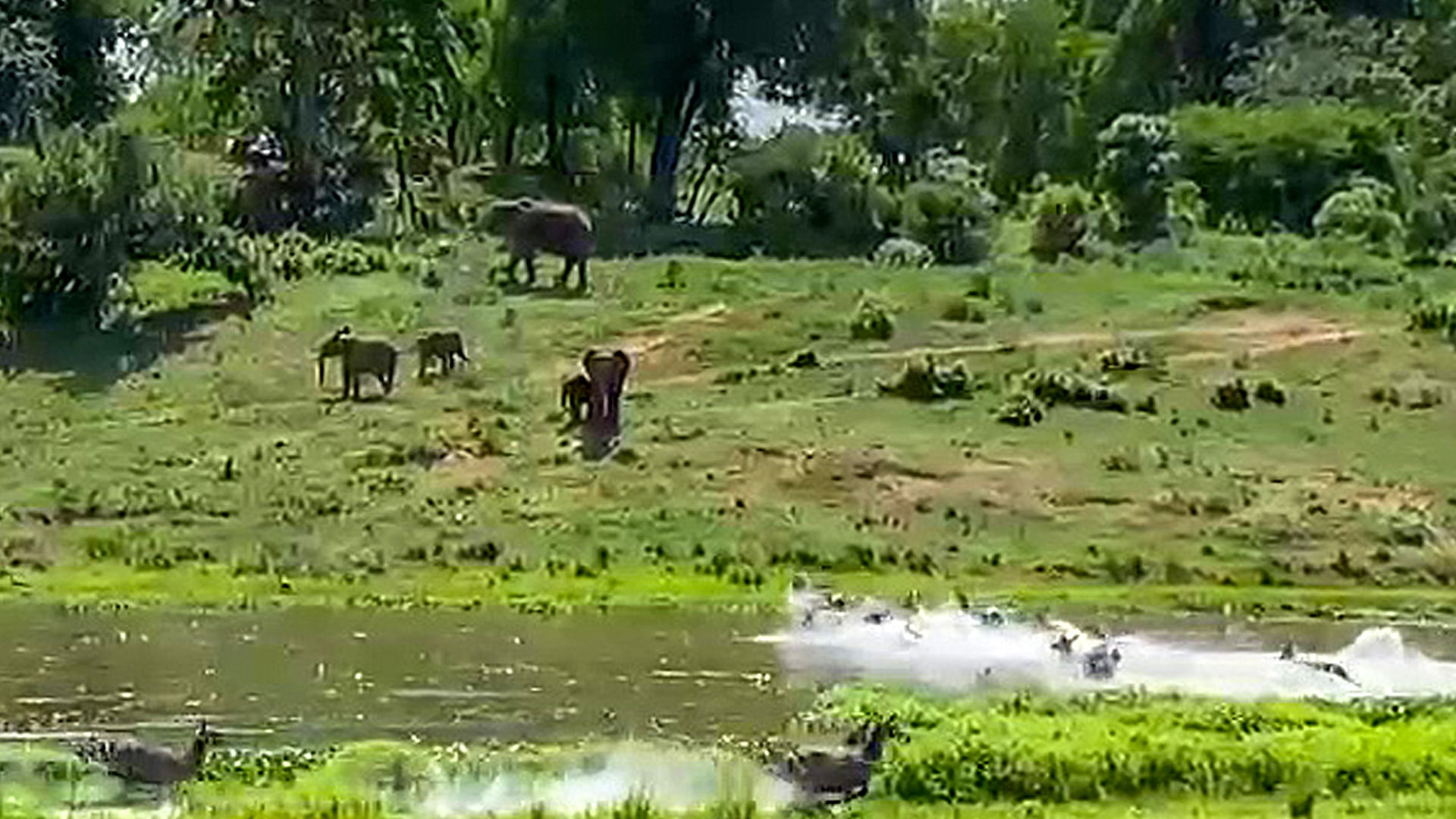 Elephants Watch Waterbuck Get Spooked Across the River