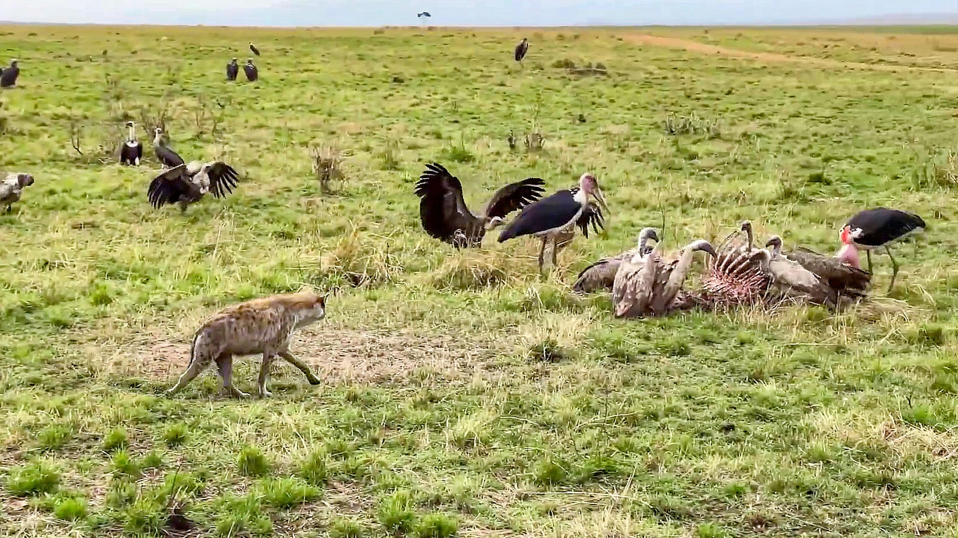 Frustrated Hyena Fights off Vultures for Food