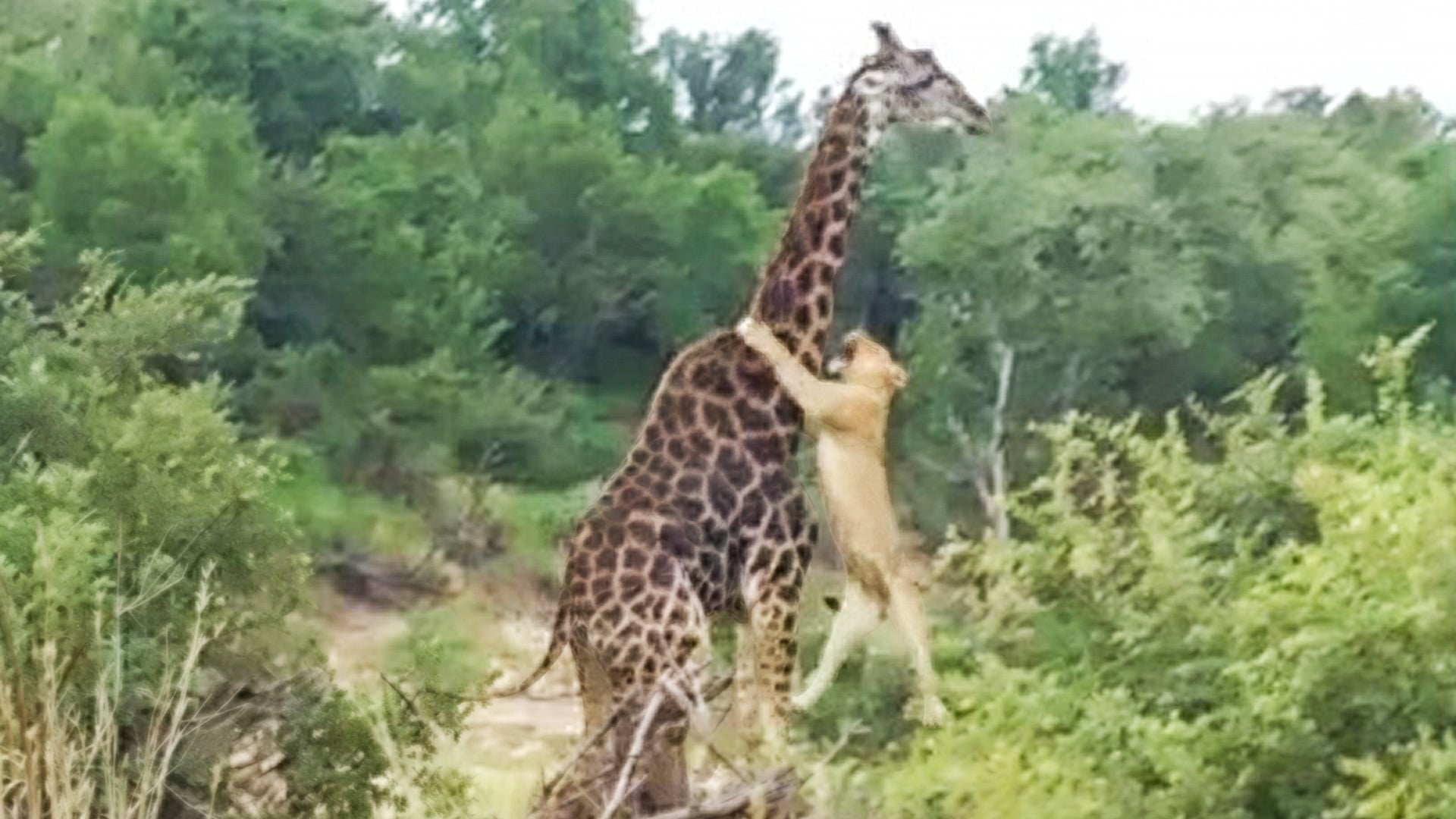 Giraffe Fights to Survive as Lion Pride Brings It Down
