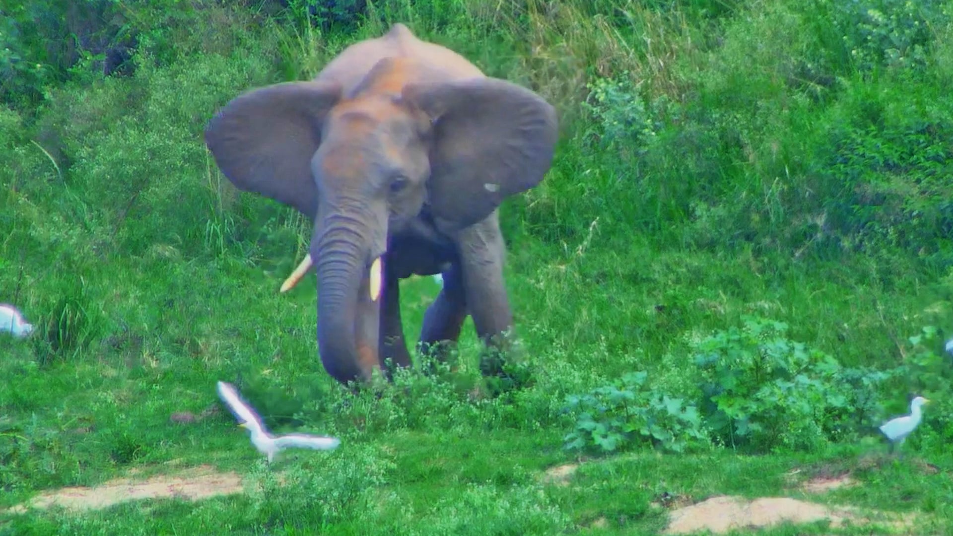 Angry Elephant Gets Annoyed with Birds