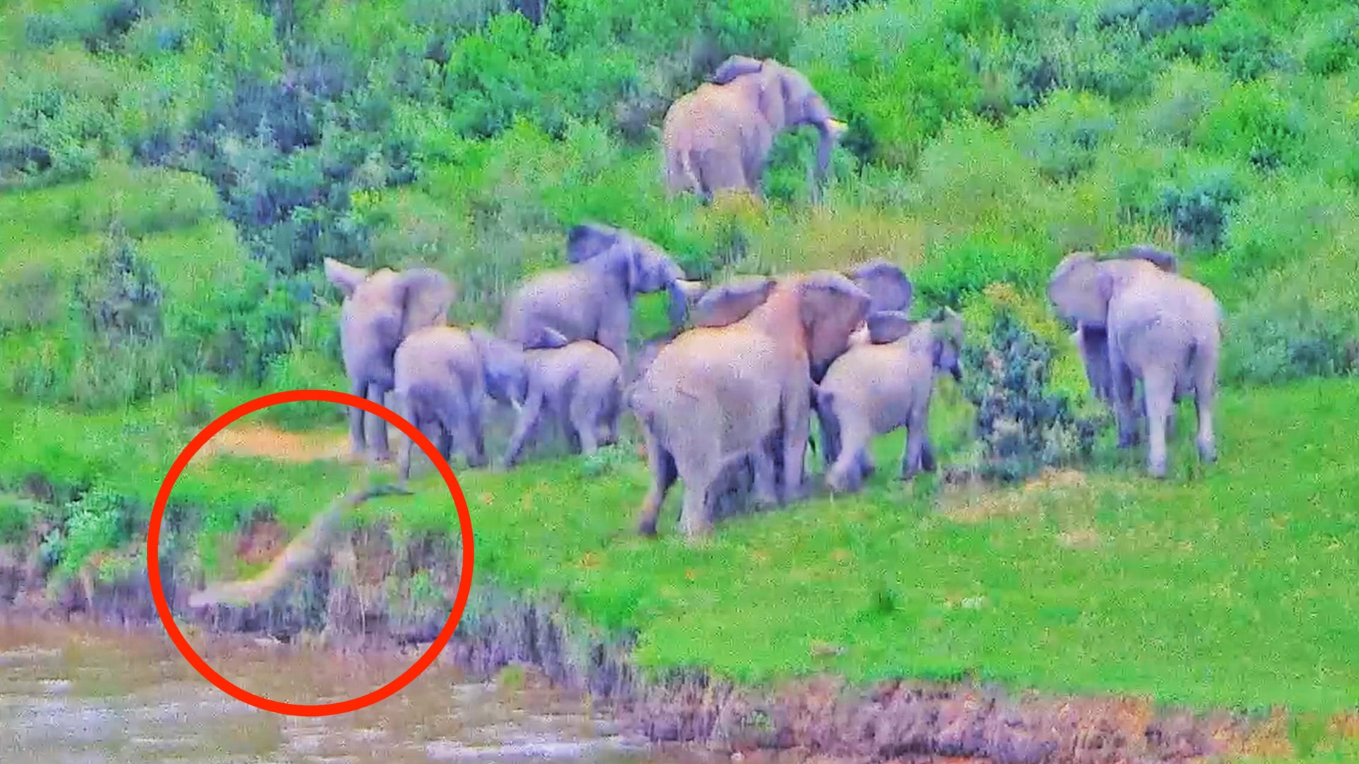 Crocodile Gives Elephant Herd the Fright of Their Lives!