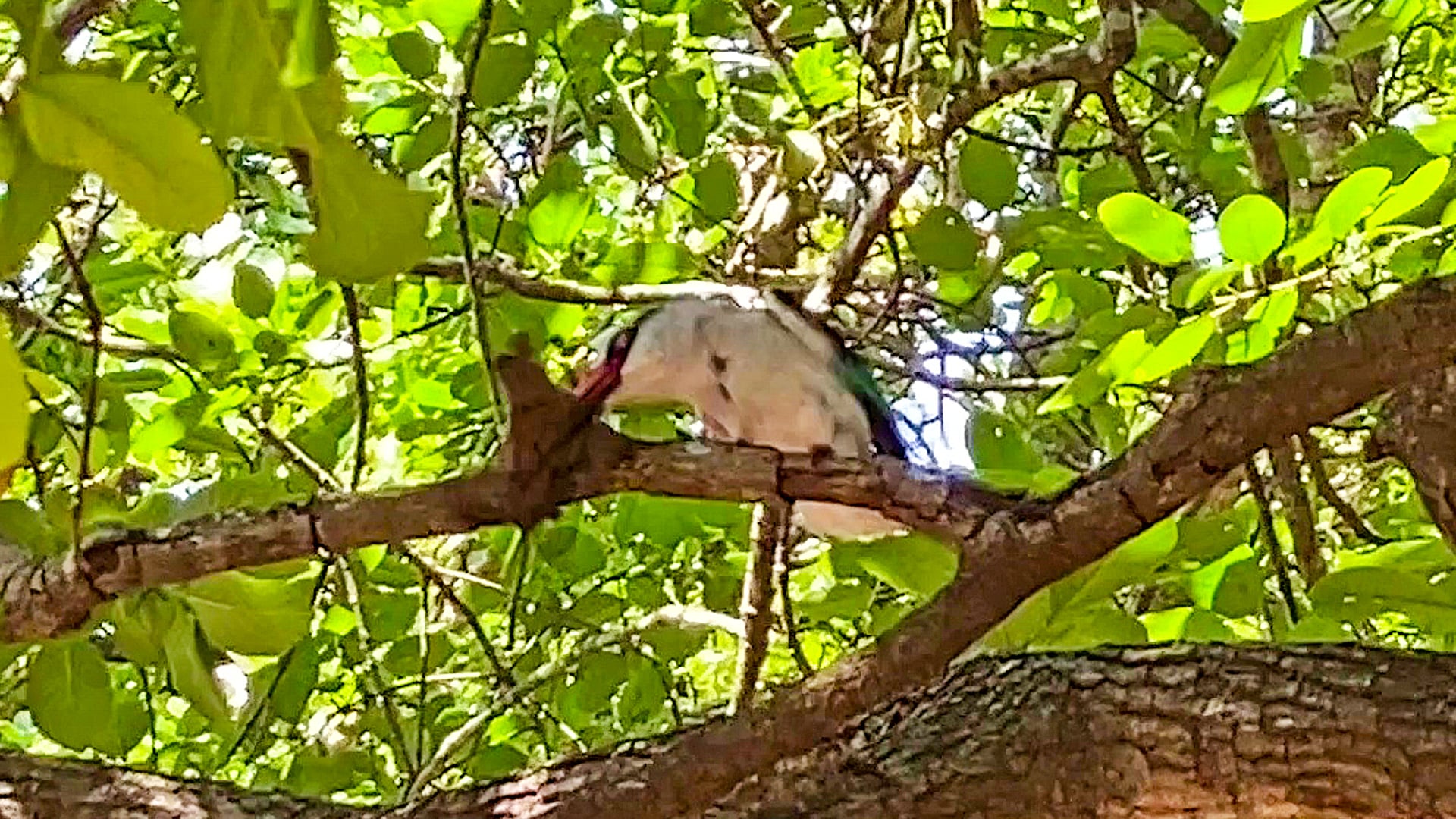 Watch This Hungry Kingfisher Slam a Bat Against a Branch