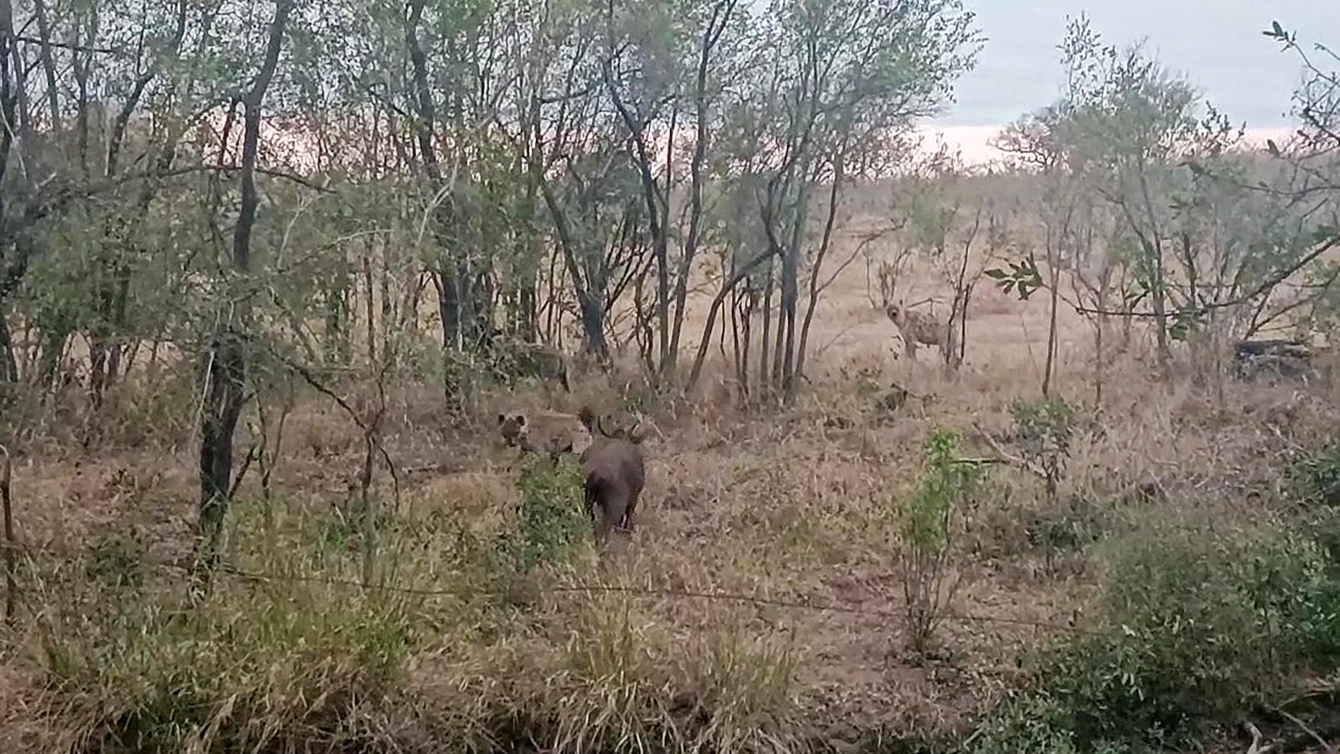 Lone Buffalo Calf Cornered by Hungry Hyenas