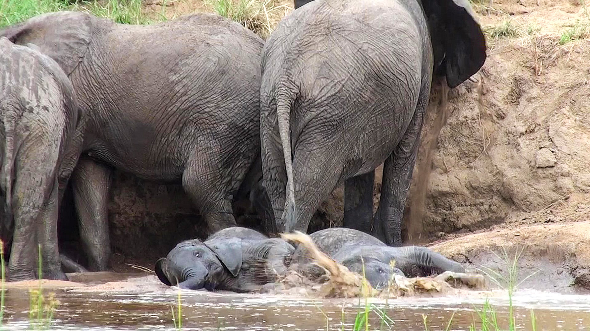 Playful Elephants Take a Roll in the Mud