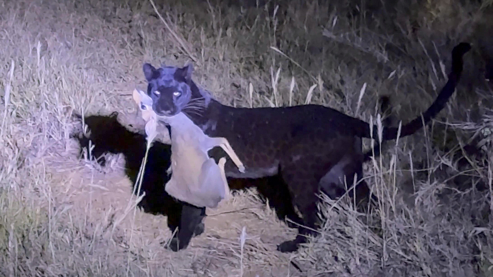Dank Leopard Rare Black Leopard Catches a Lone Dik-dik at Night