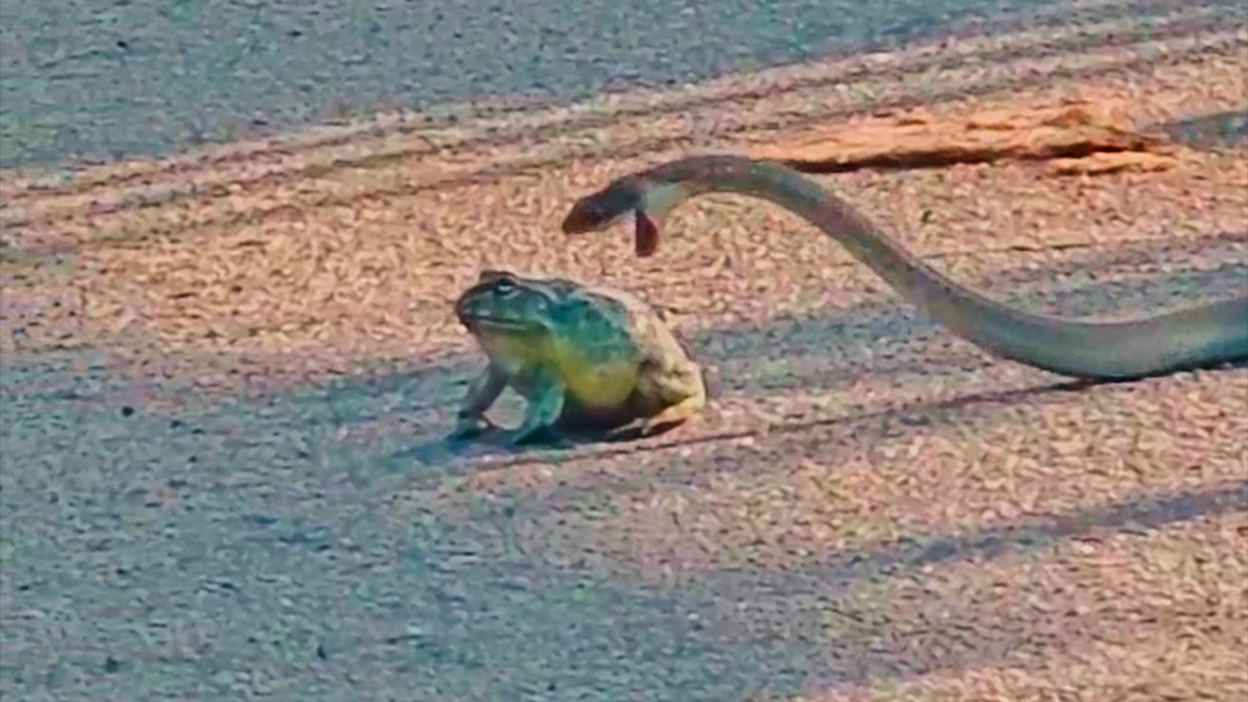 Huge Bullfrog Refuses to Become Meal for Snake in Big Battle