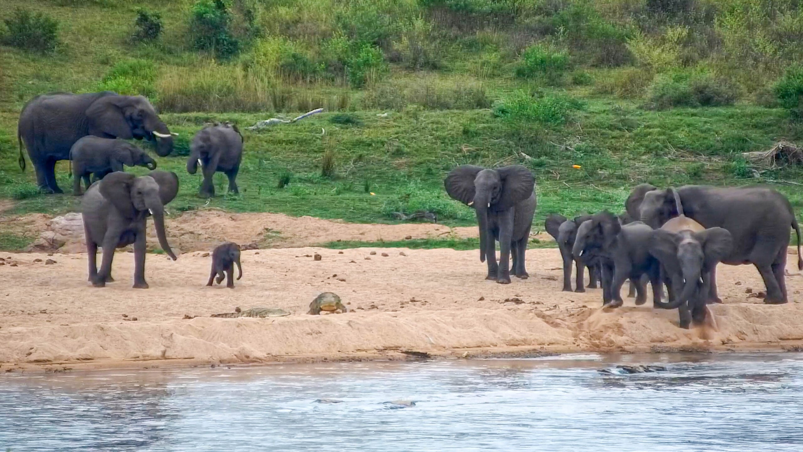 Elephant Herd Panics When Crocodiles Suddenly Move