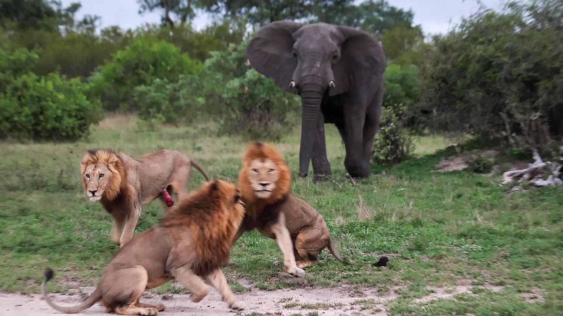 Territorial Elephant Scares Off Resting Lions
