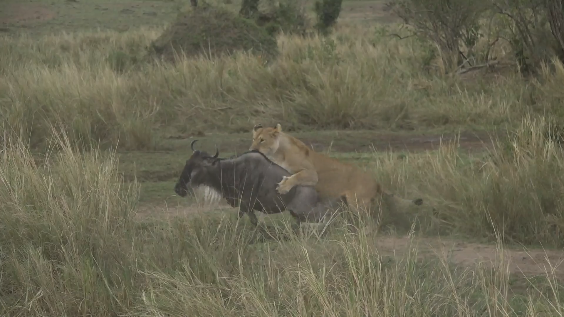 Sneaky Lioness Fails First Chase Then Ambushes Second Wildebeest