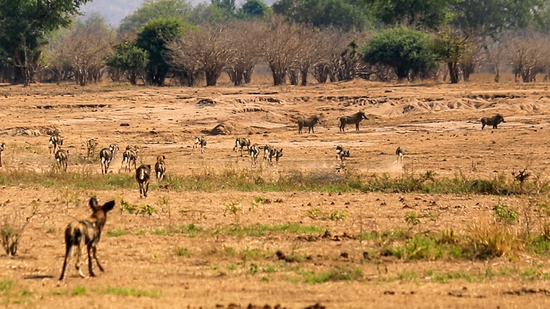 Wild Dogs Slowly Stalk Warthogs Before Explosive Chase