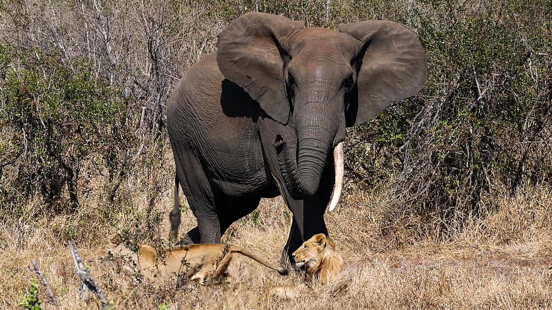 Lone Elephant Politely Asks Lions to Move