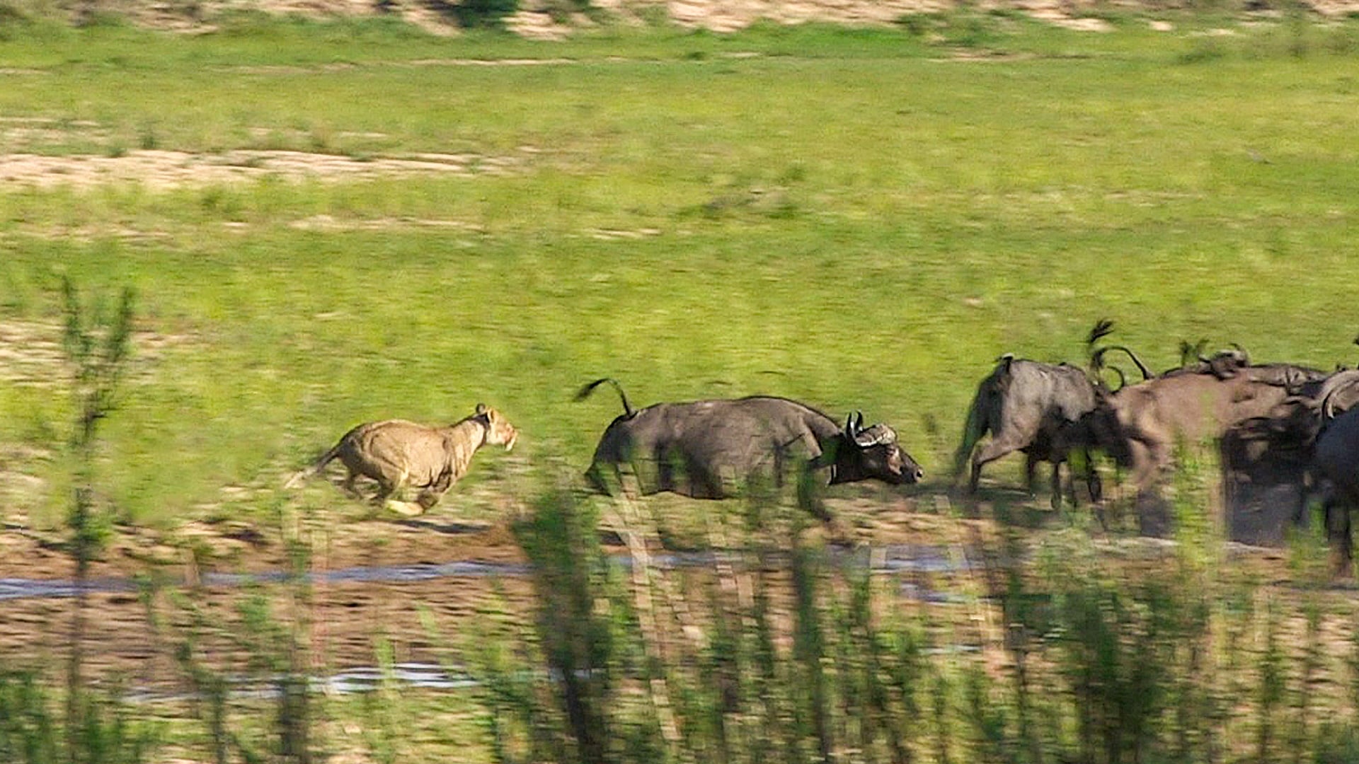 Lion Pride Catches 2 Helpless Buffalo Calfs 