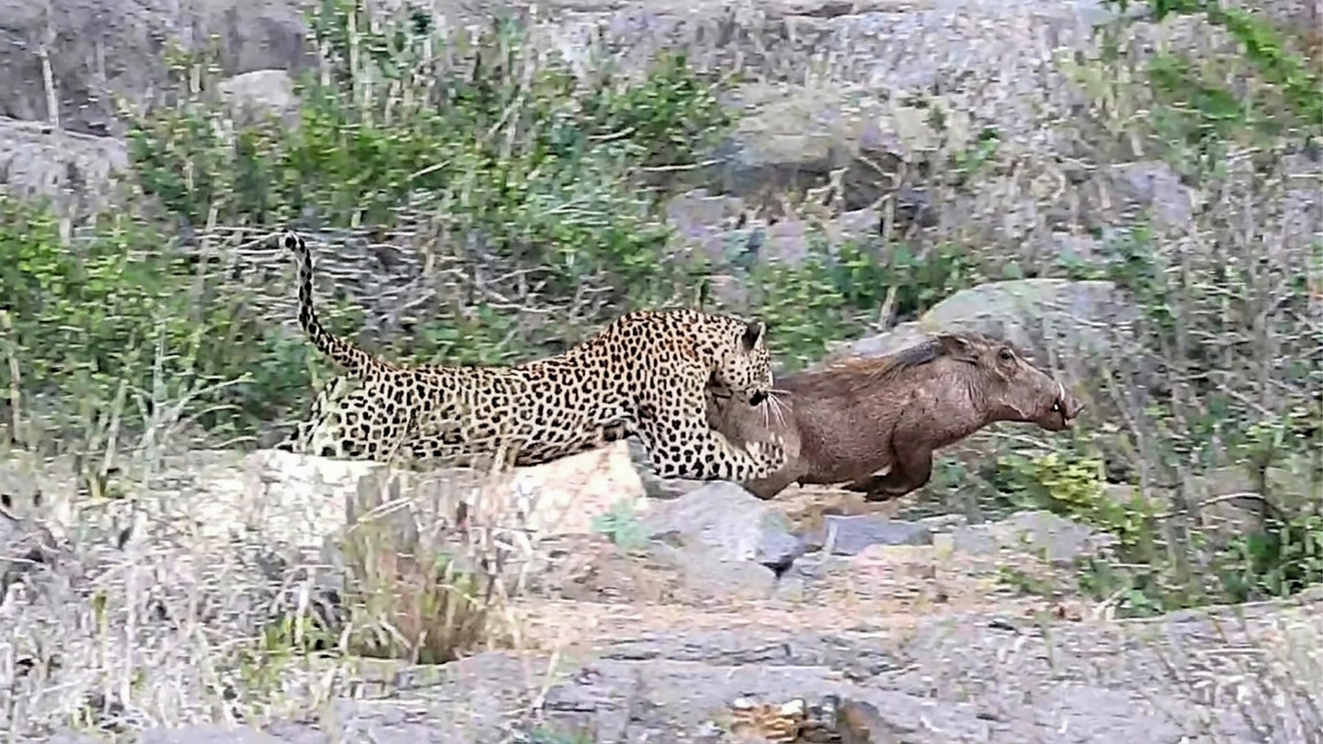 Sneaky Leopard Ambushes And Catches Massive Warthog