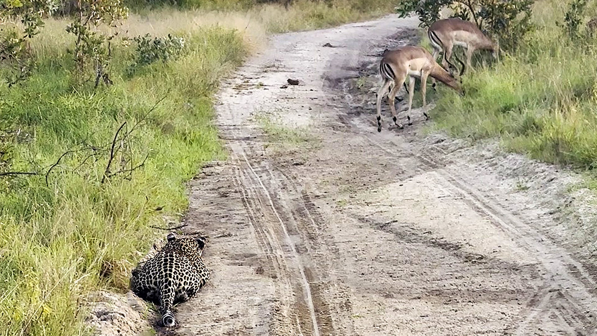 Sneaky Leopard Stalks Impala in the Road