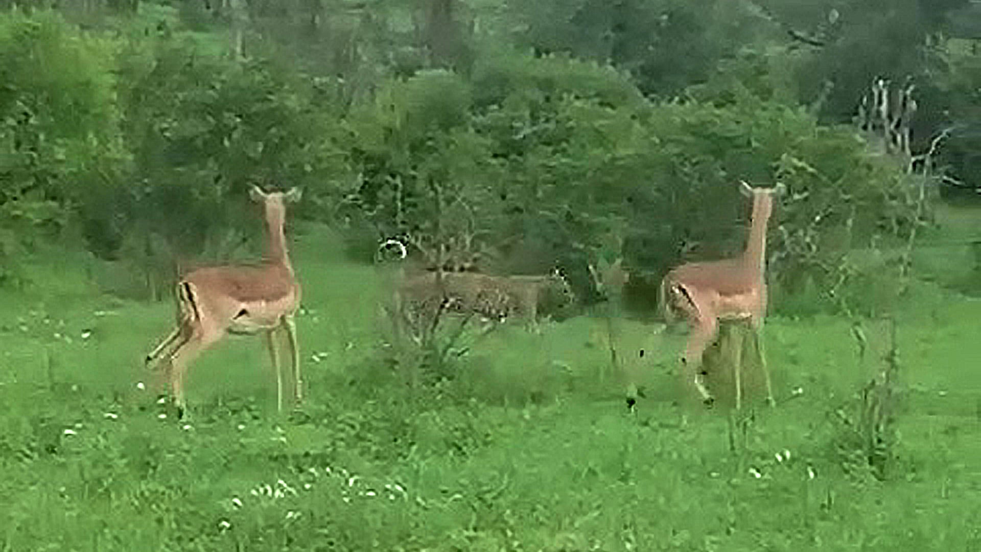 Impala Survives Leopard Chase As Predator Slowly Retreats