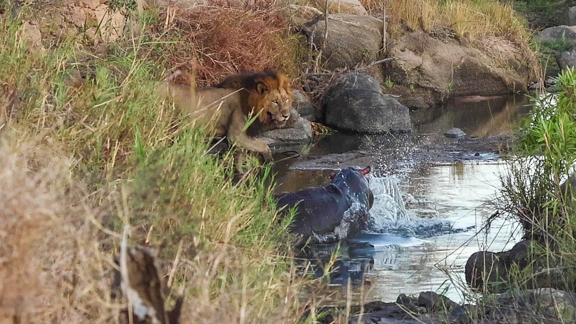 Brave Male Lions Size Up Massive Hippo At Watering Hole