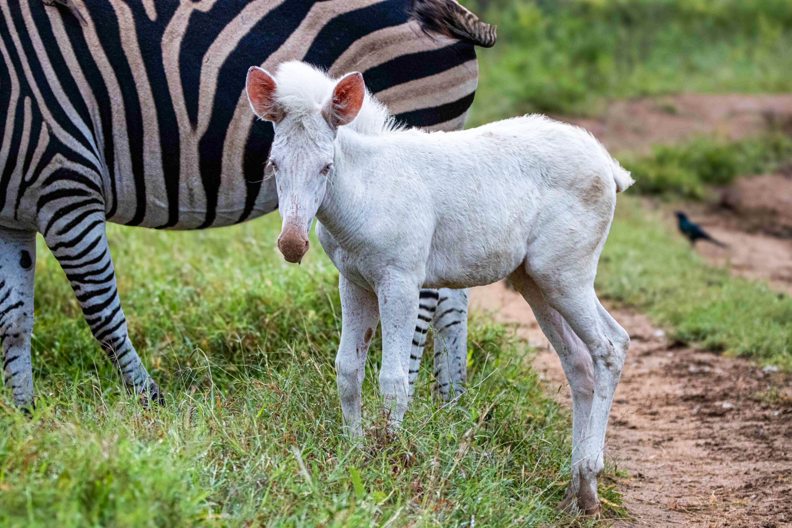 Rare Leucistic Zebra Foal Spotted in Sabi Sabi