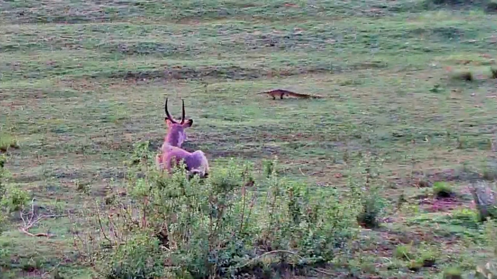 Waterbuck Stares Down a Crocodile