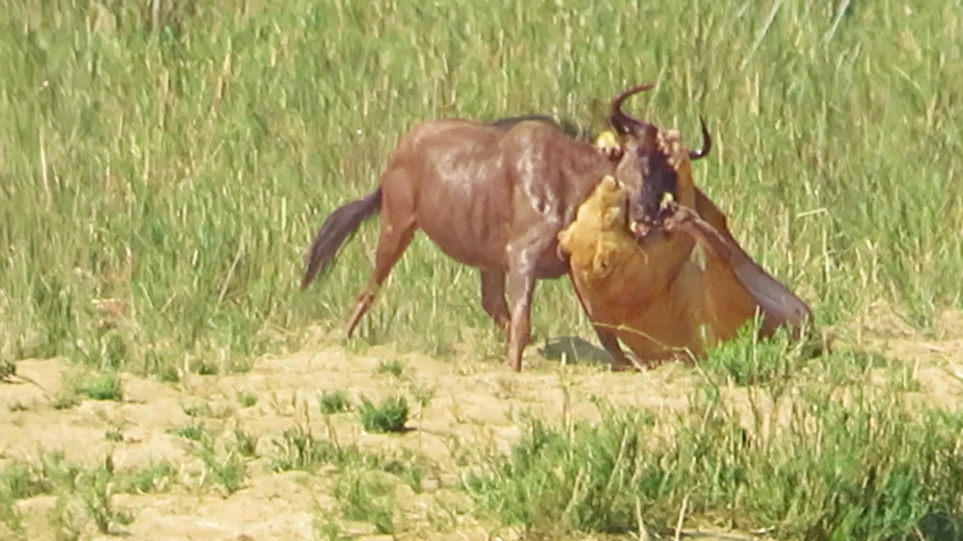 Watch 2 Lions Go Chasing for Lunch
