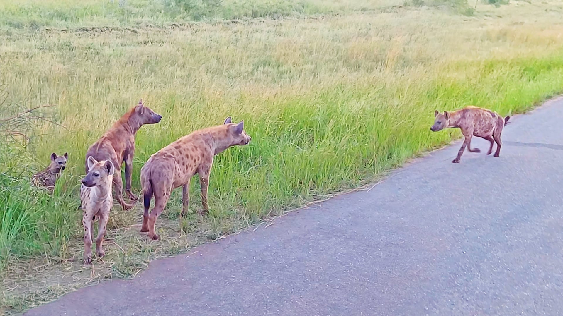 Watch As This Hyena Family Has a Cute Roadside Reunion