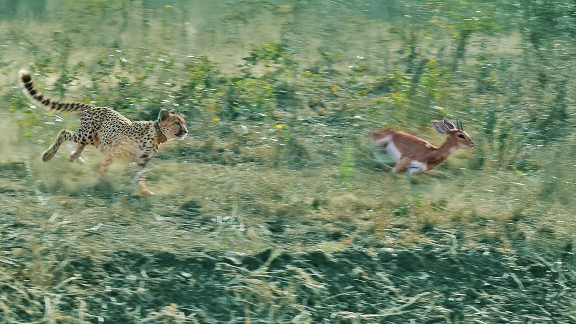Watch A Cheetah Chase Down a Helpless Steenbok