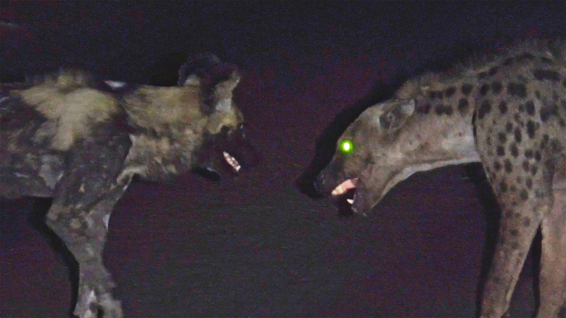 Watch This Lonely Hyena Try Befriend a Wild Dog