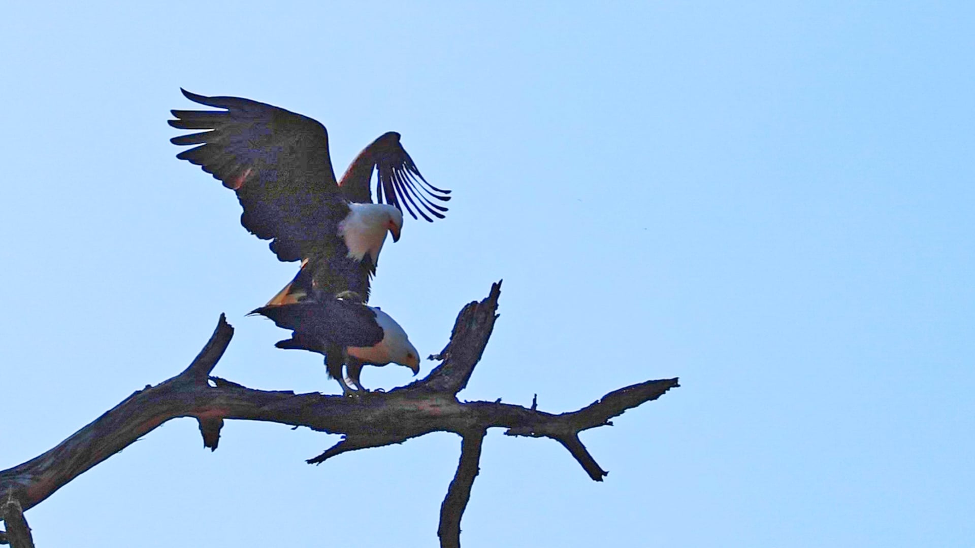 Watch These Fish Eagles Do Their Mating Dance 