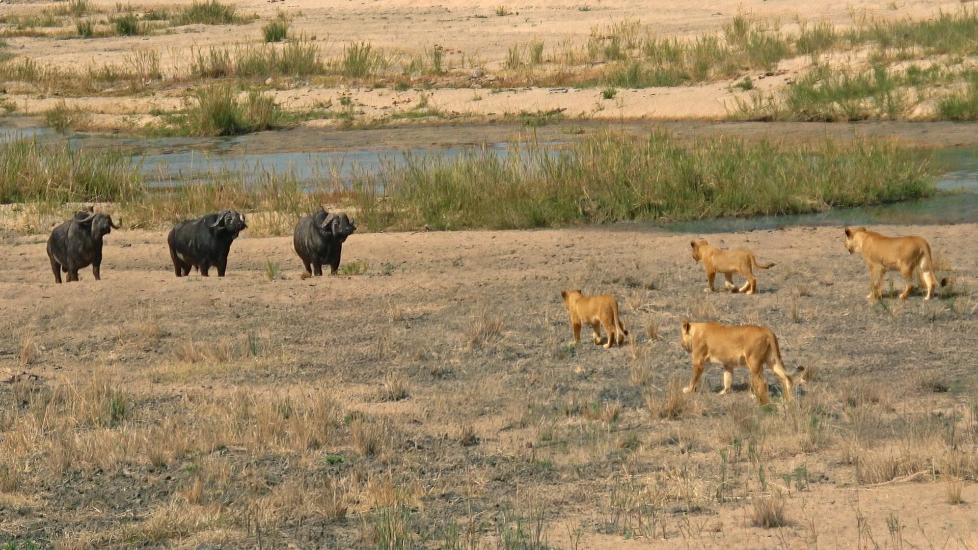 Watch Brave Buffalos Scare Lions Off from Hunting