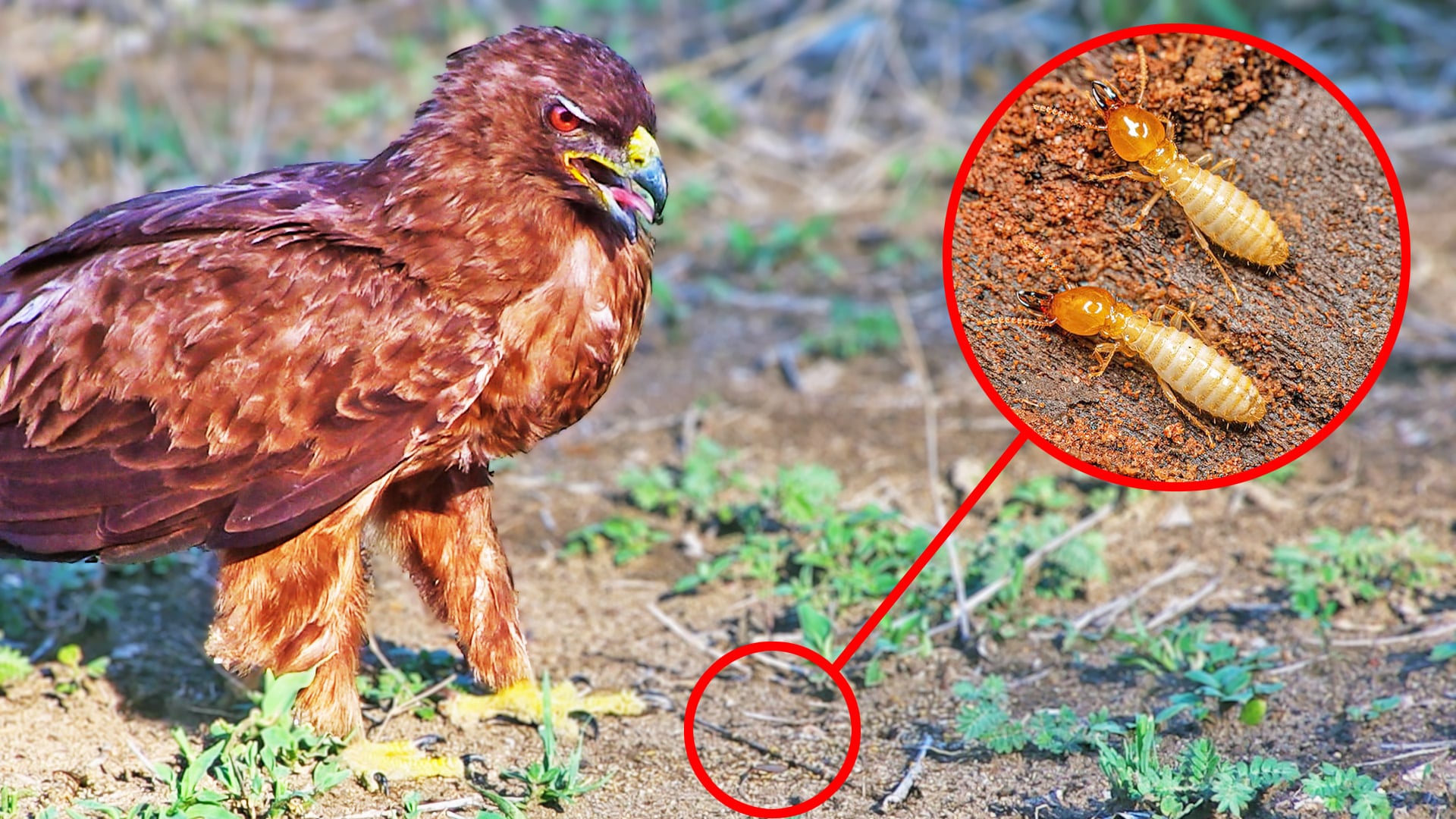 Big Bird Feasts on Tiny Termites 