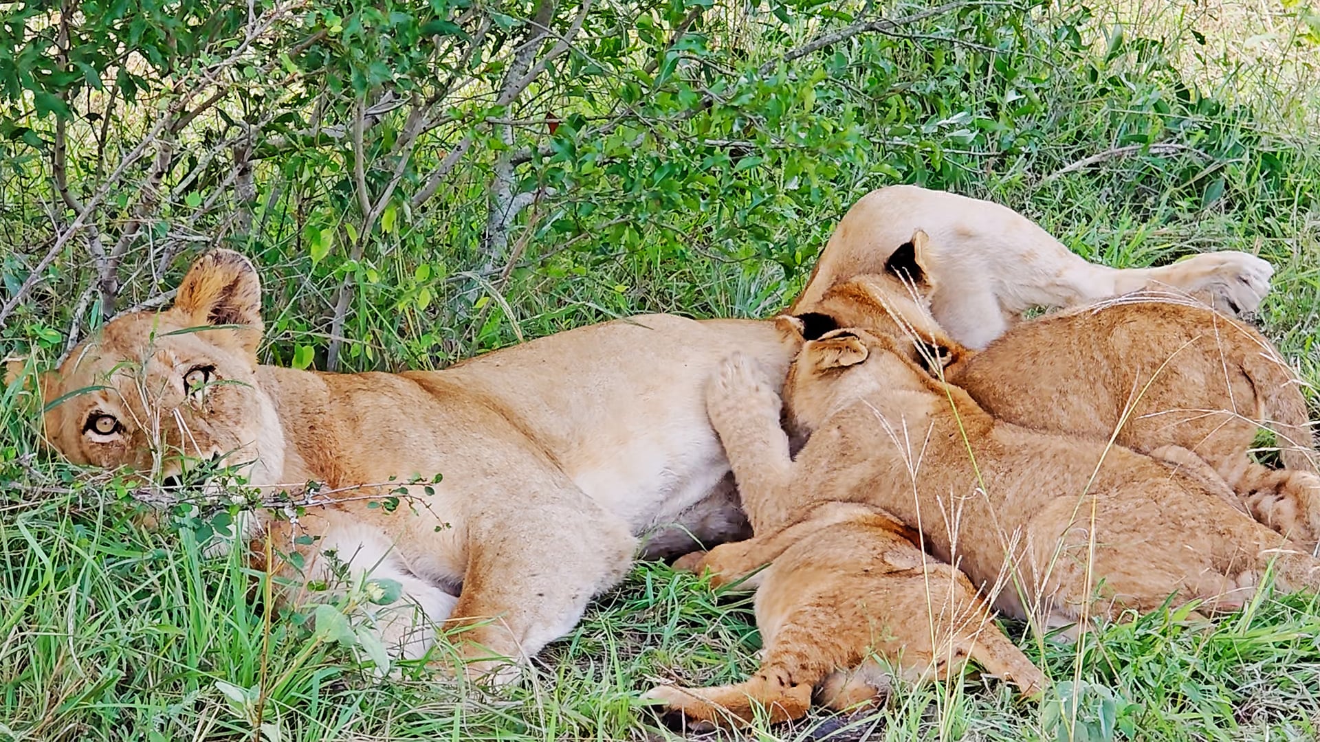 Lion Cubs Climb Over Each Other to Get a Drink From Mommy
