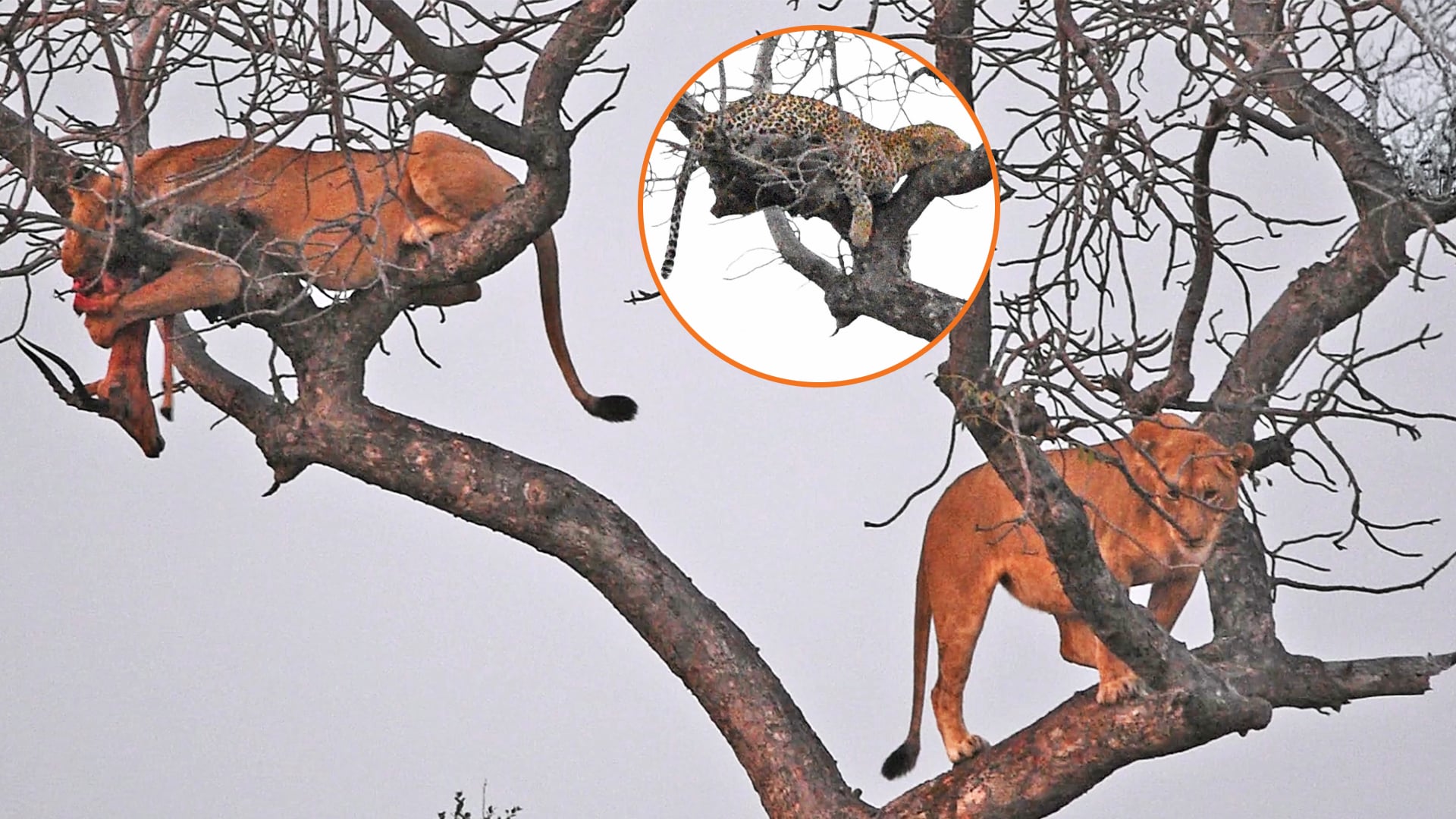 Watch These Lions Feed On Leopard’s Kill in Tree
