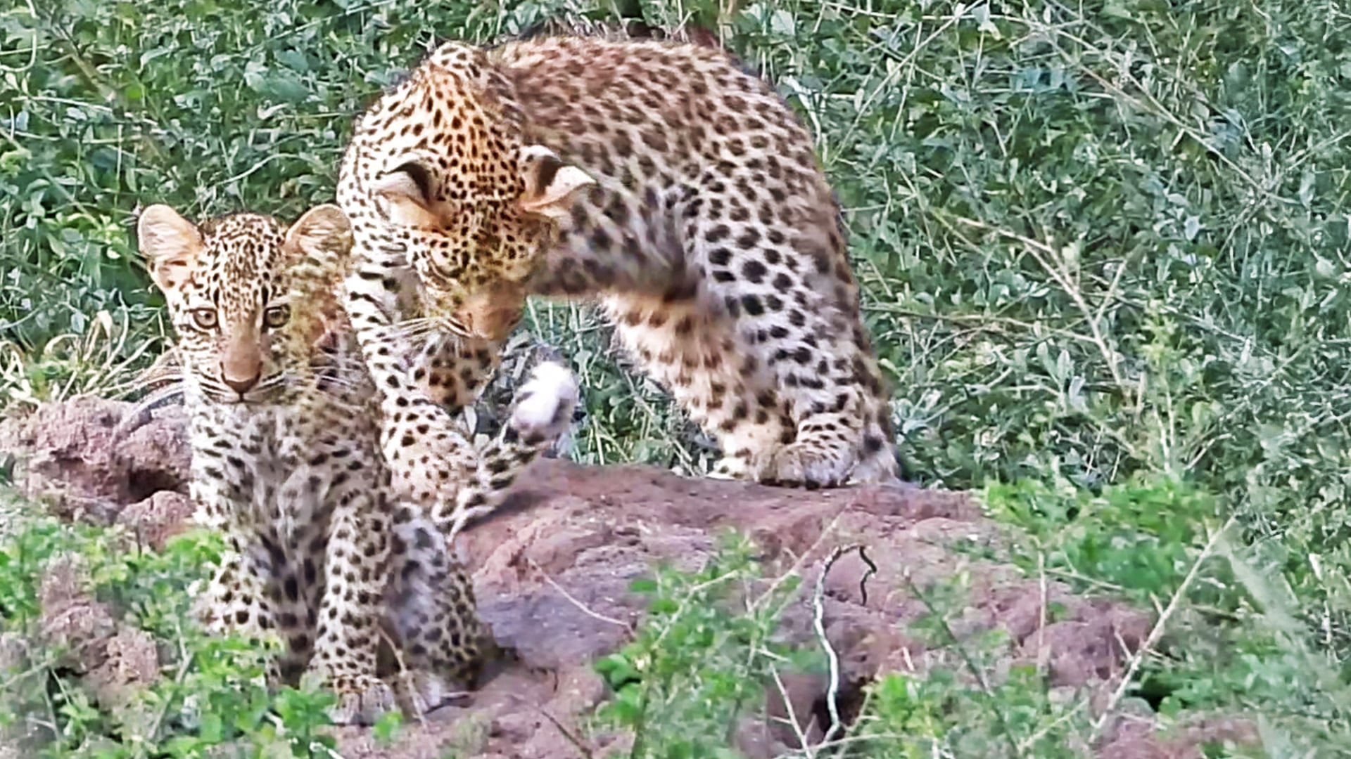 Watch These Leopard Cubs Play With Each Other’s Tails While Waitng for Mommy