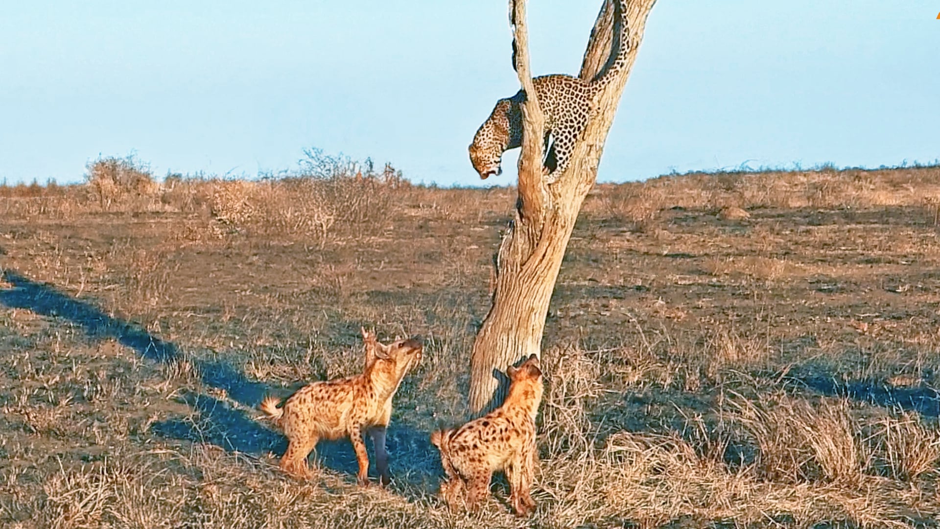Stranded Leopard in a Tree Gets Surrounded by Hyenas