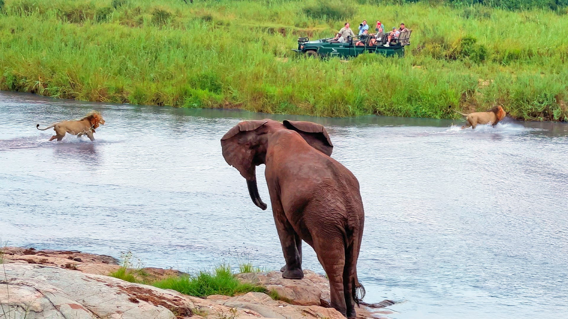 Curious Elephants Watch a Lion Chase Across a River