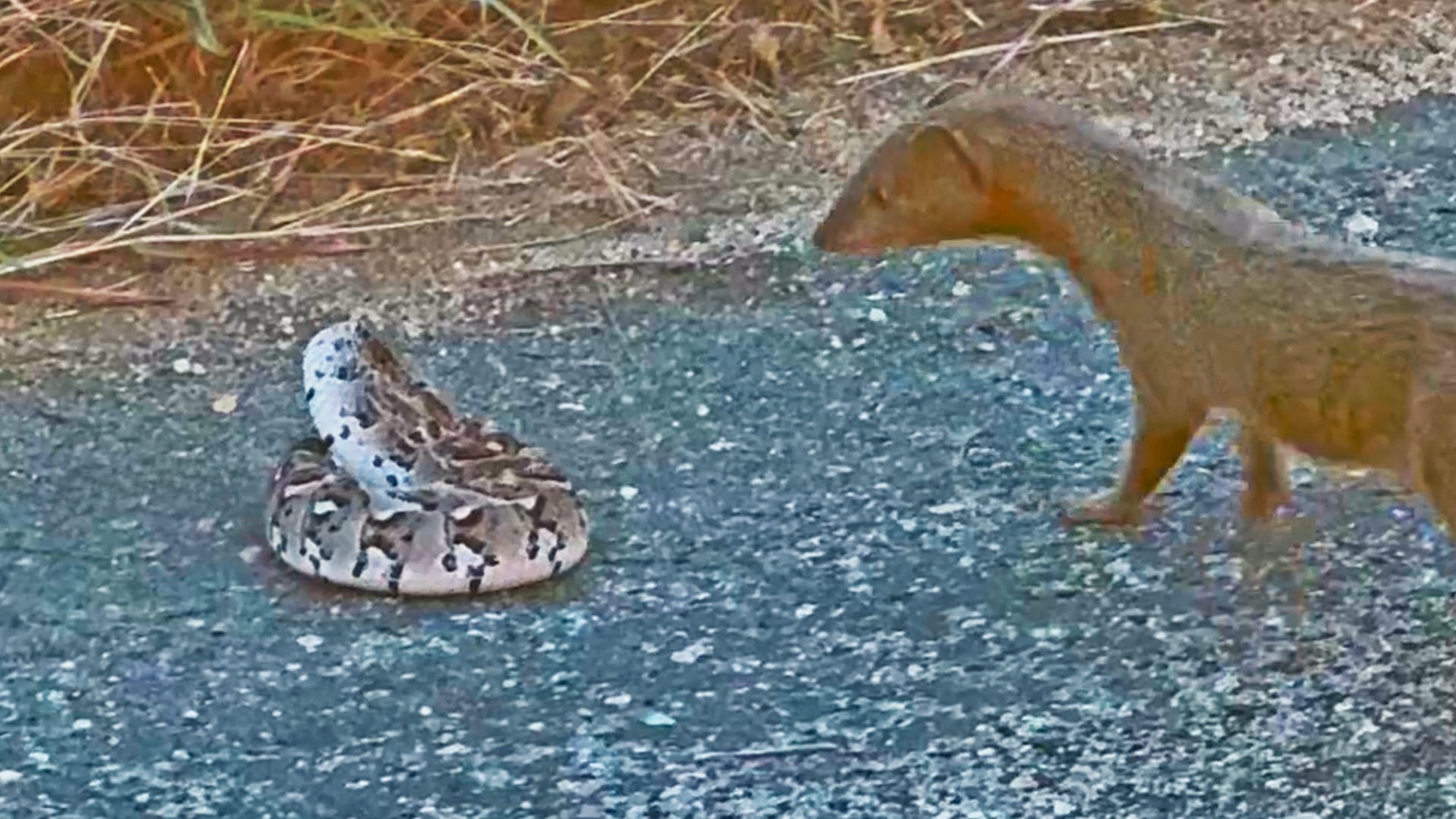 Fearless Mongoose Takes on a Puffadder in the Road
