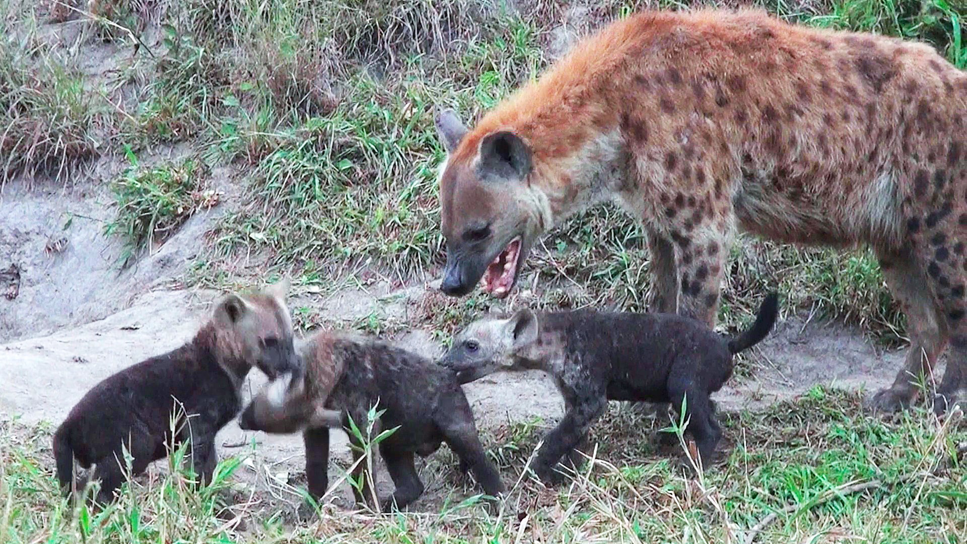 Adorable Hyena Cubs Play with Mom