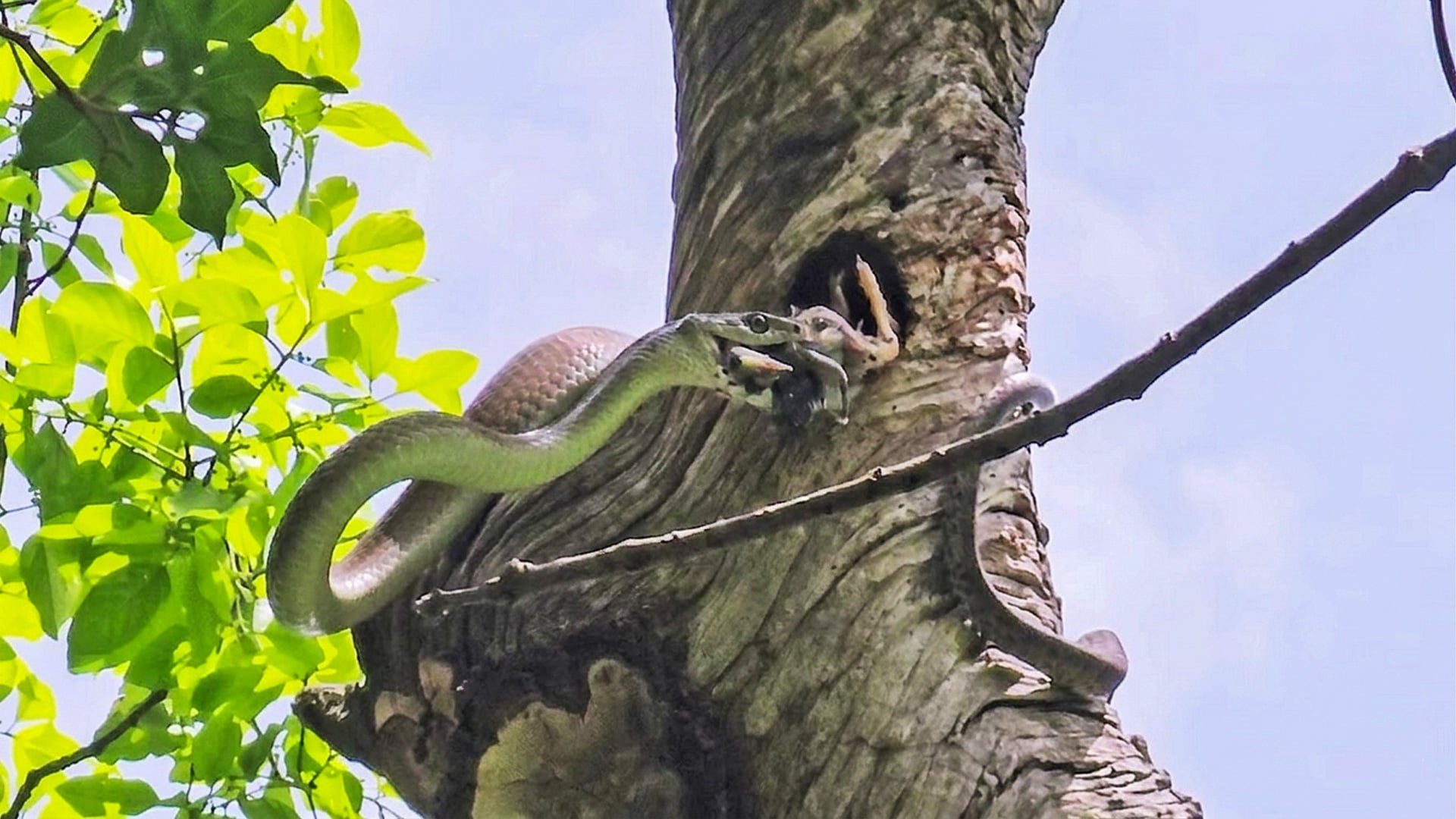 Watch This Black Mamba Pull a Chick Out of Nest as Parents Try to Help