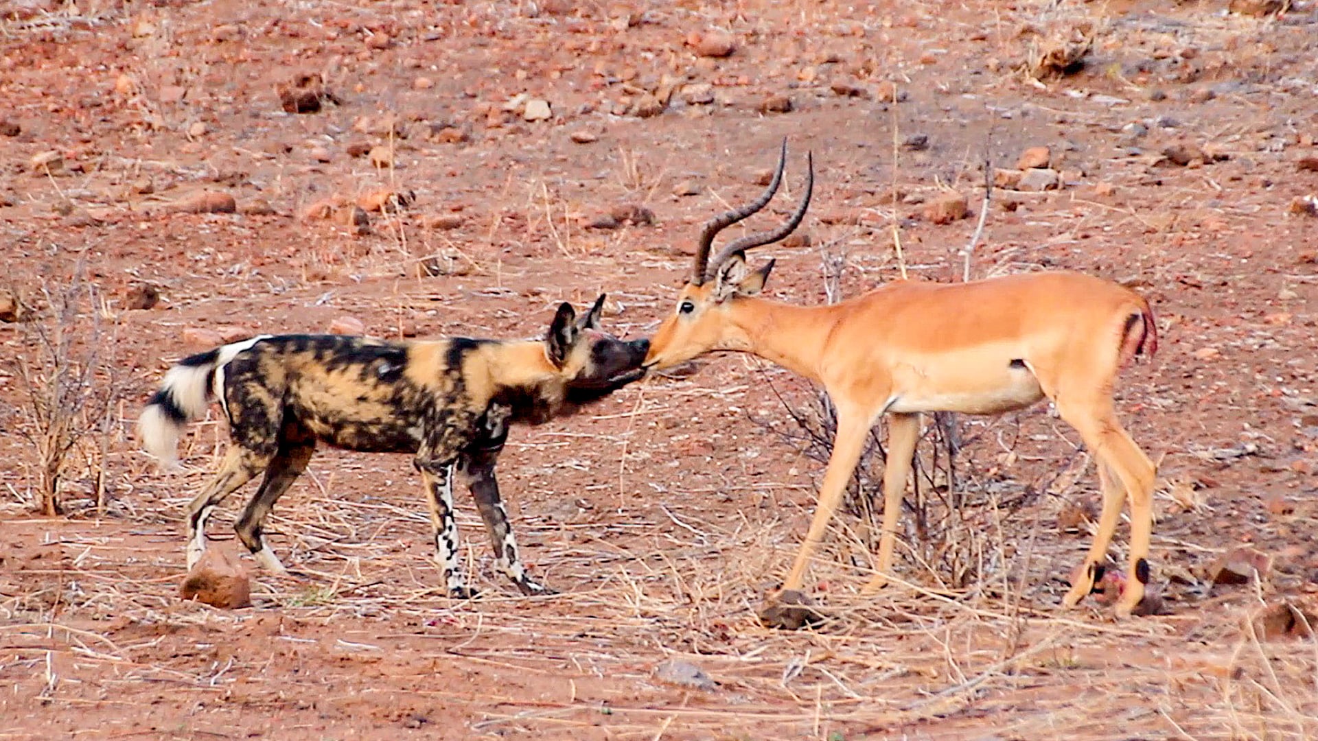 Lone Wild Dog Catches Impala By the Nose 