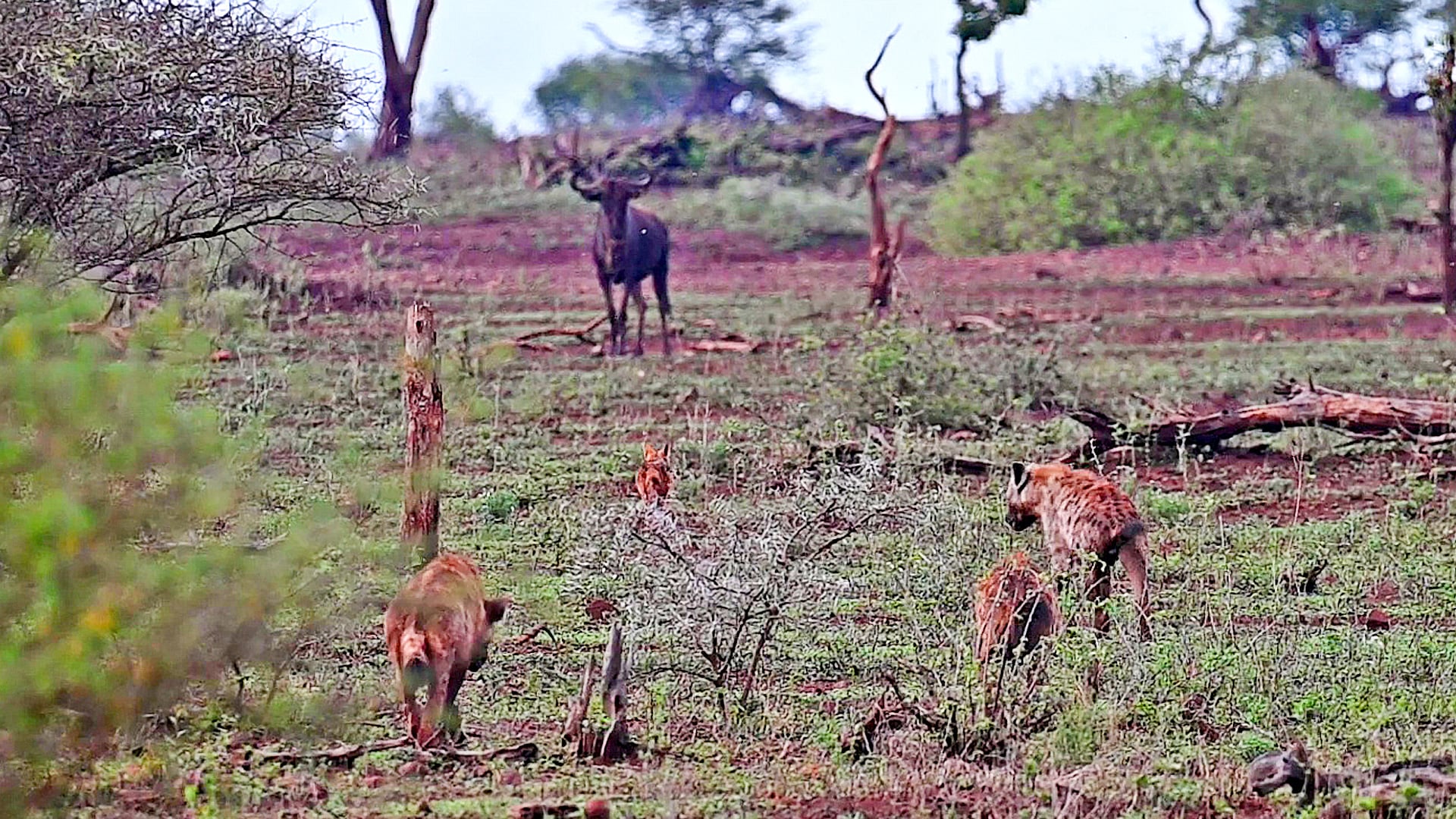Brave Wildebeest Unfazed by Stalking Hyenas