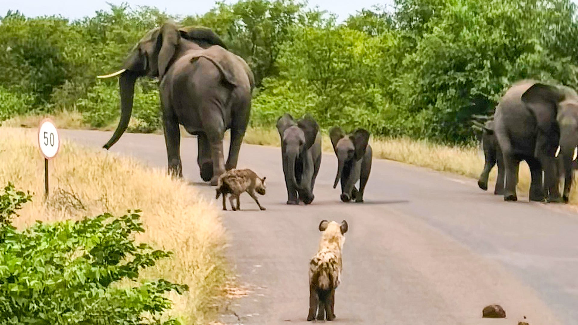 Brave Elephants Protect Baby from Hyenas