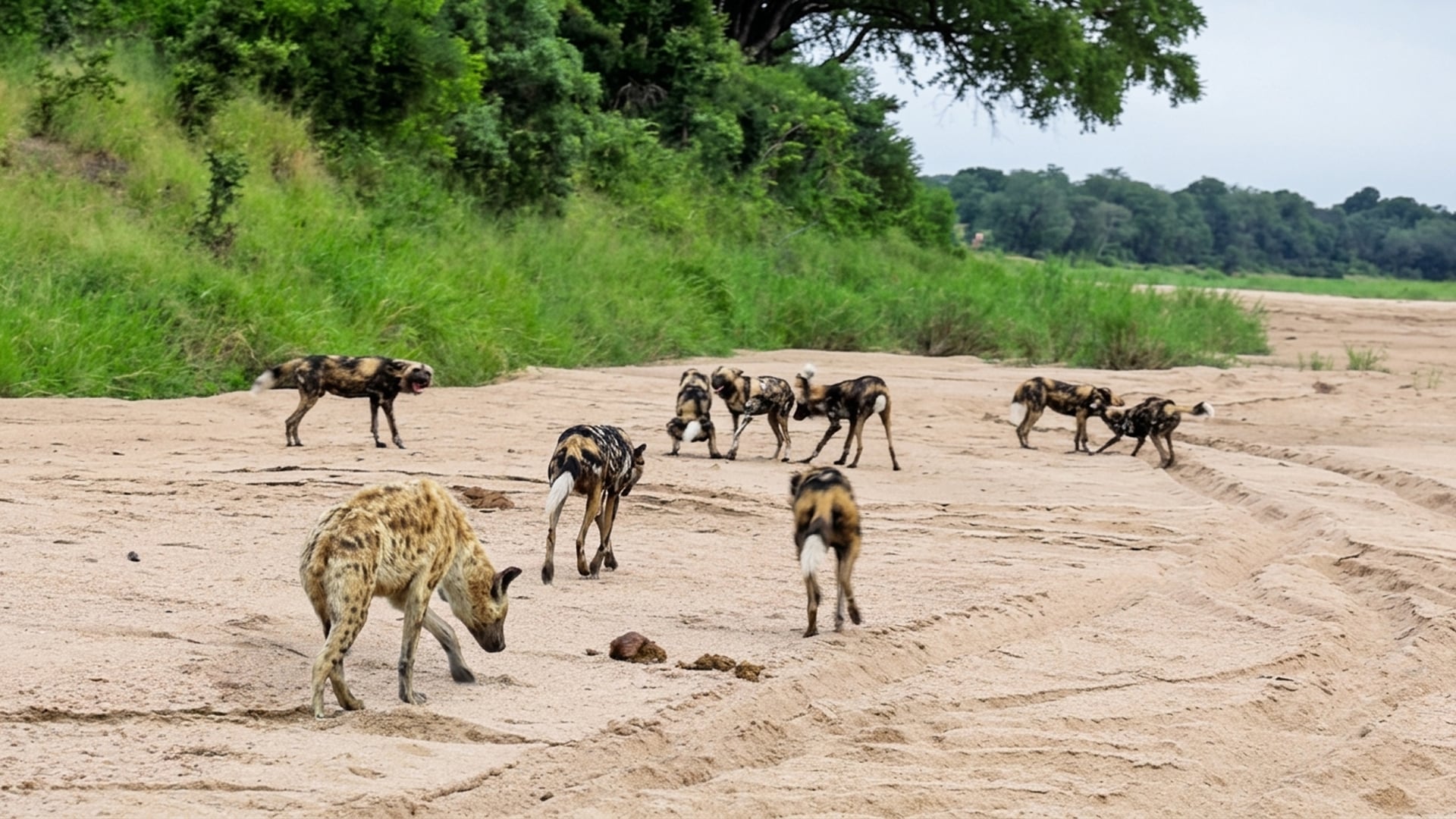 Lonely Hyena Tries to Befriend Wild Dog Pack