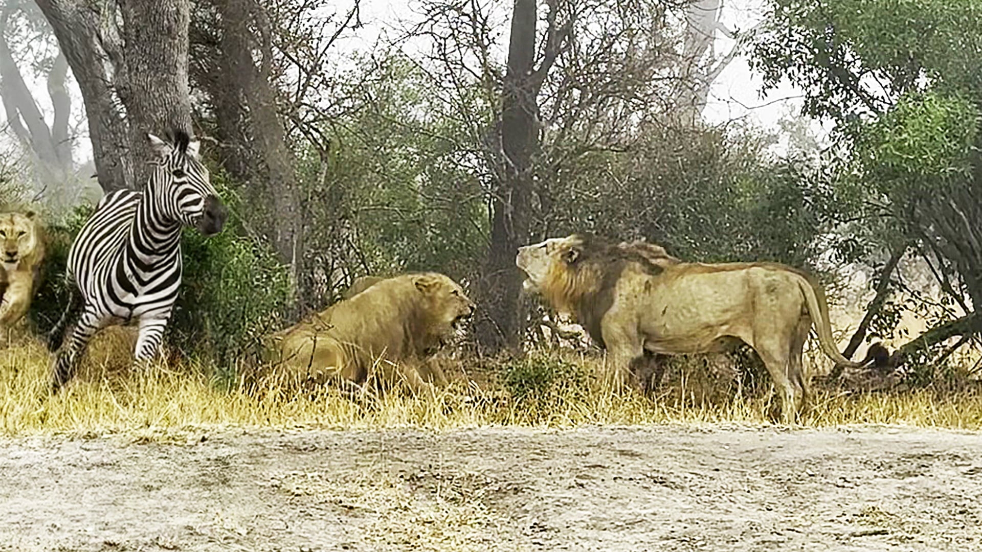 Watch These Rival Lions Show Up to Save Crying Zebra from Lionesses