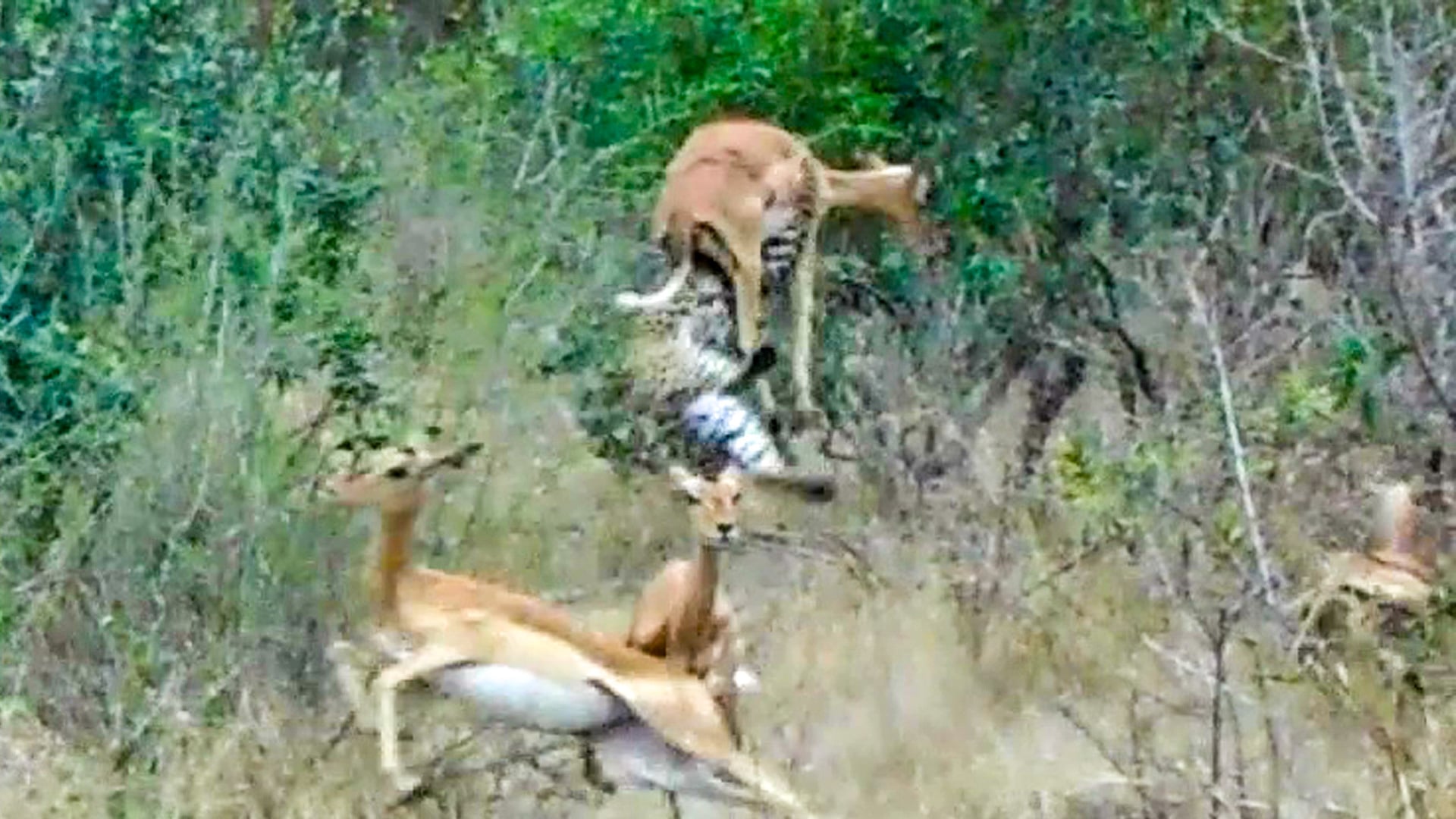 Leopard Springs Into the Air to Catch Impala