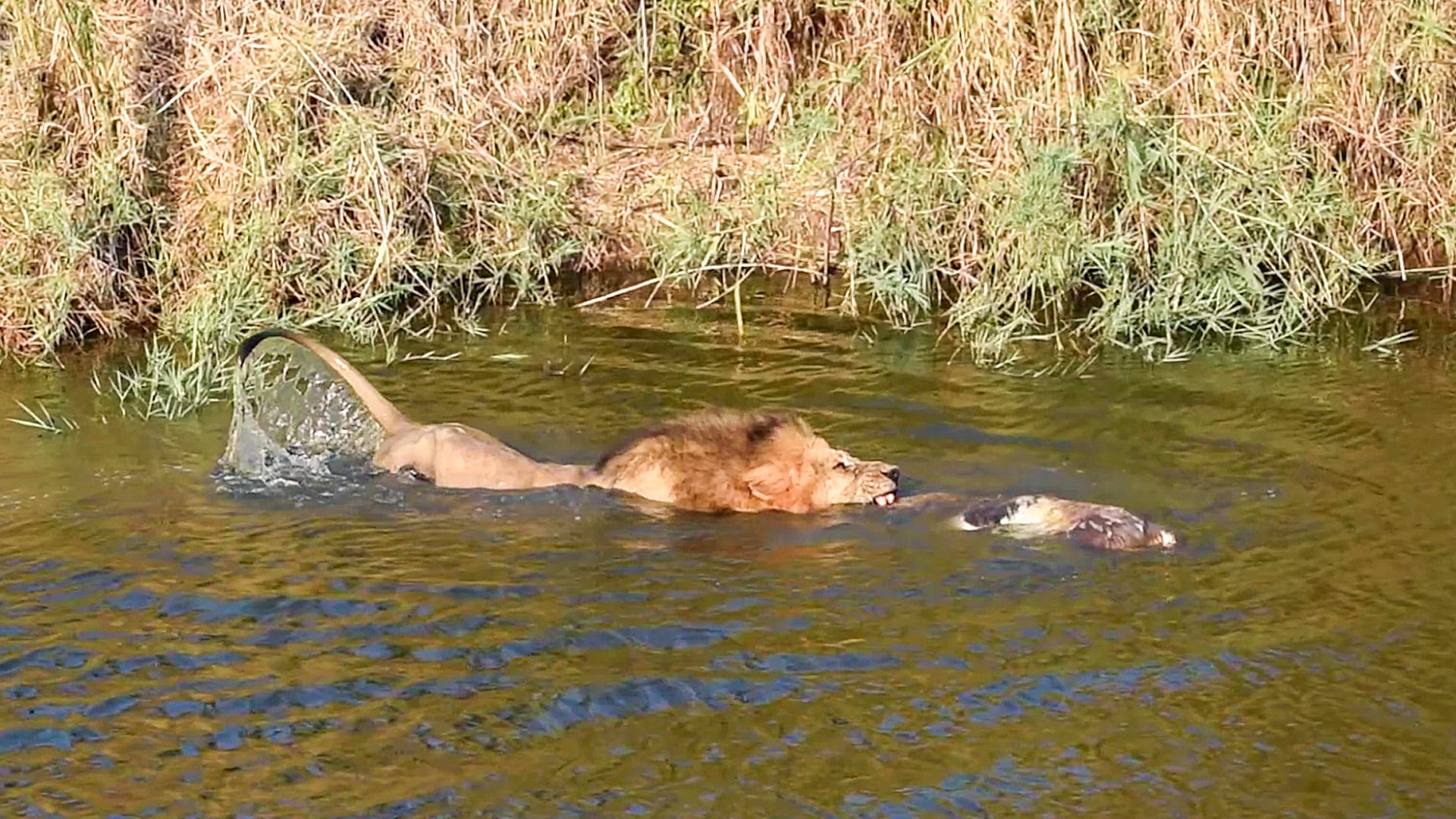 Male Lion Pulls Dead Kudu Out of River