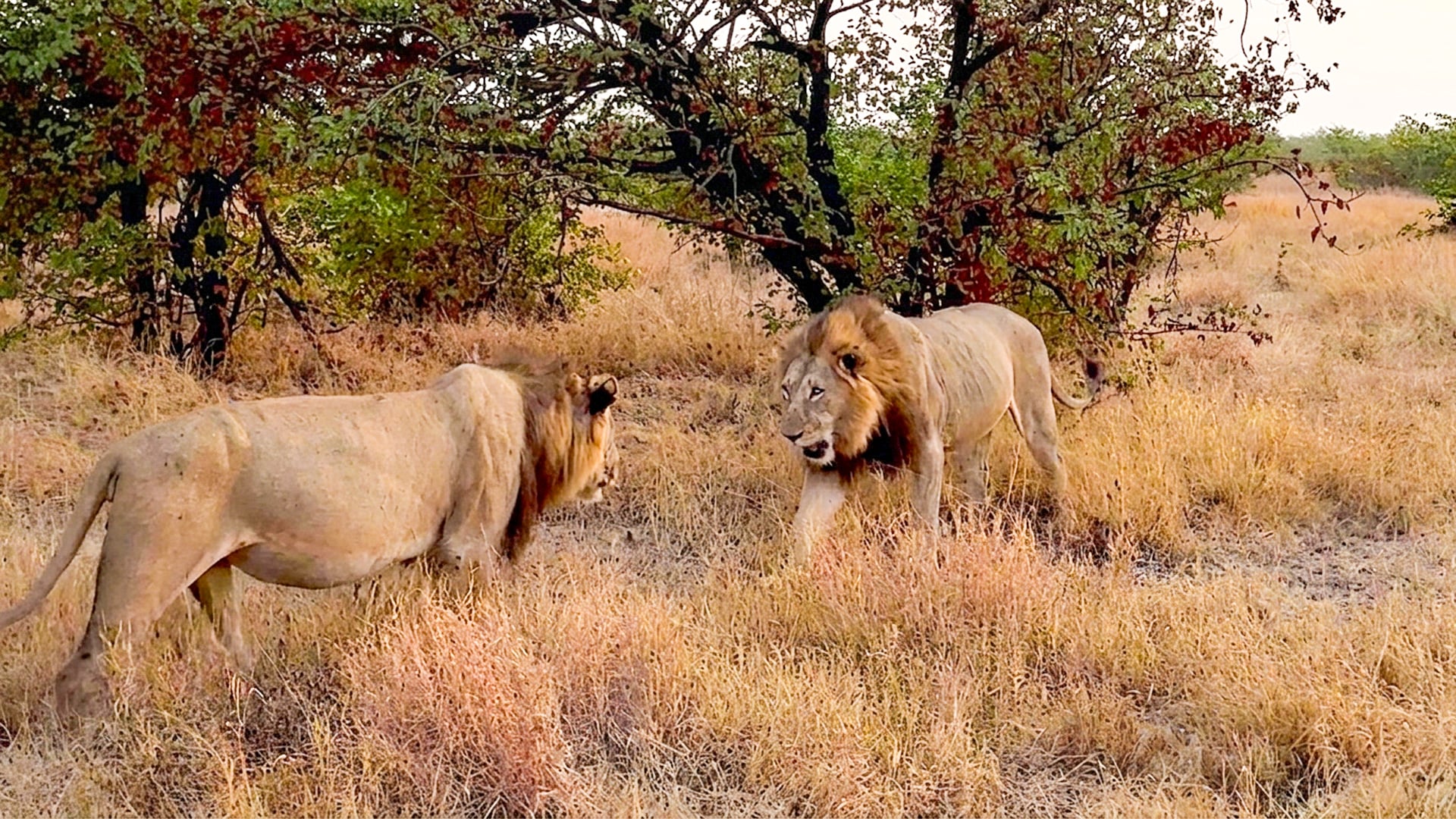 Watch These Male Lions Have an Amazing Reunion
