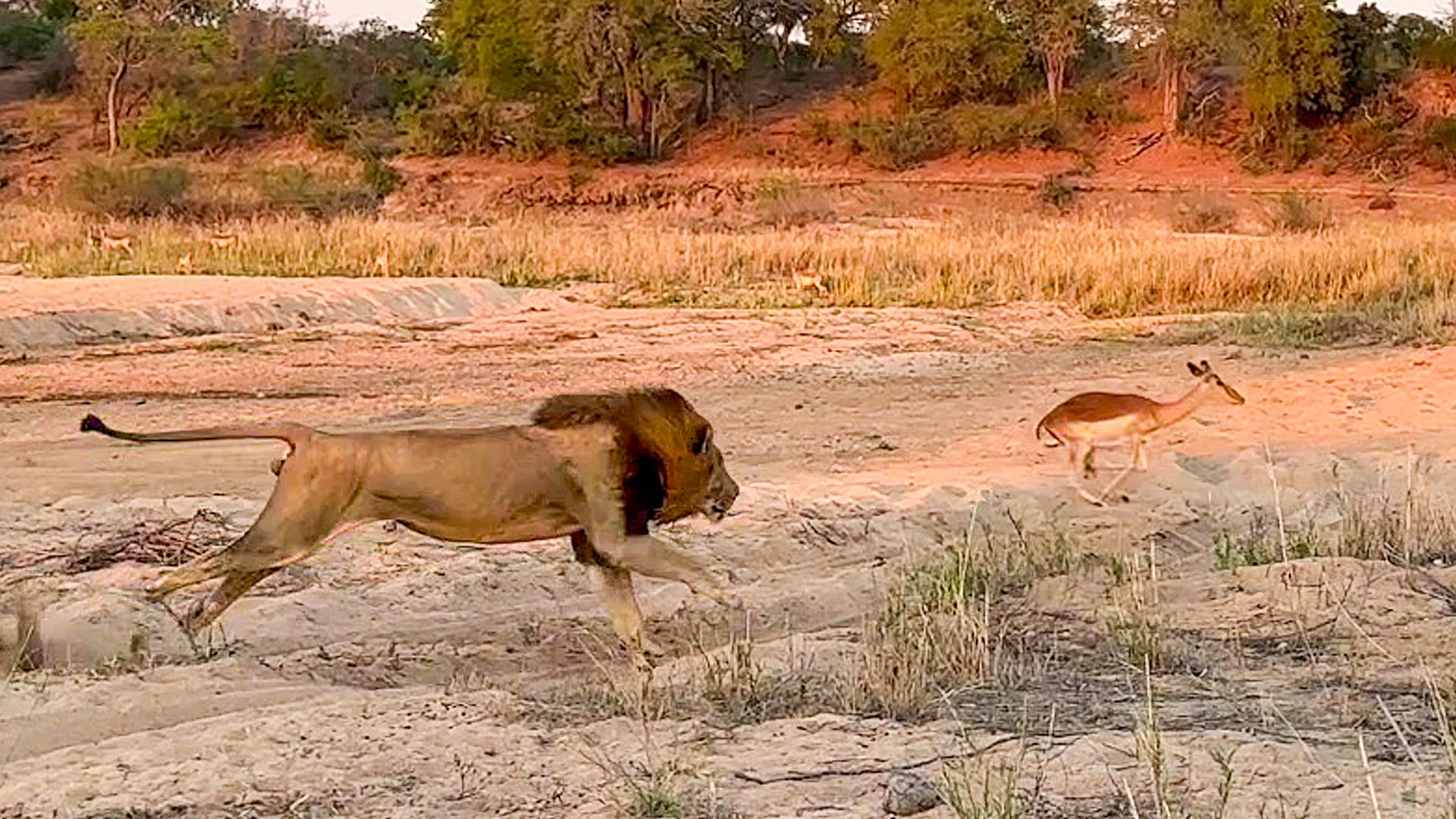 Brave Impala Escapes A Huge Male Lion